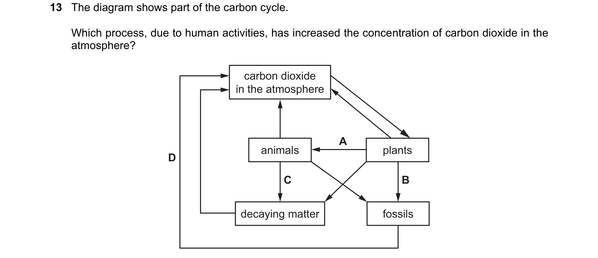 Question 14: The diagram shows part of the carbon cycle. Which process, due to human activities, has increased the concentration of carbon dioxide in th…