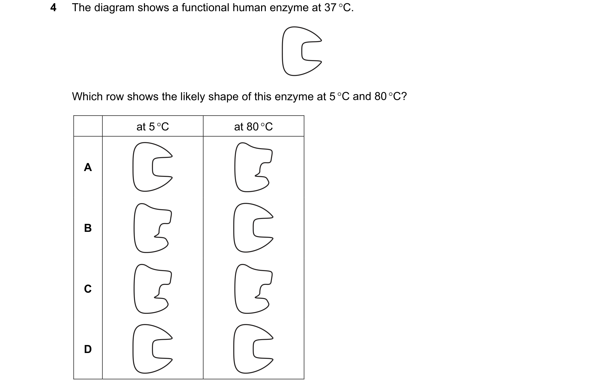 Question 47: The diagram shows a functional human enzyme at 37 C. Which row shows the likely shape of this enzyme at 5 C and 80 C? at 5 C at 80 C A…