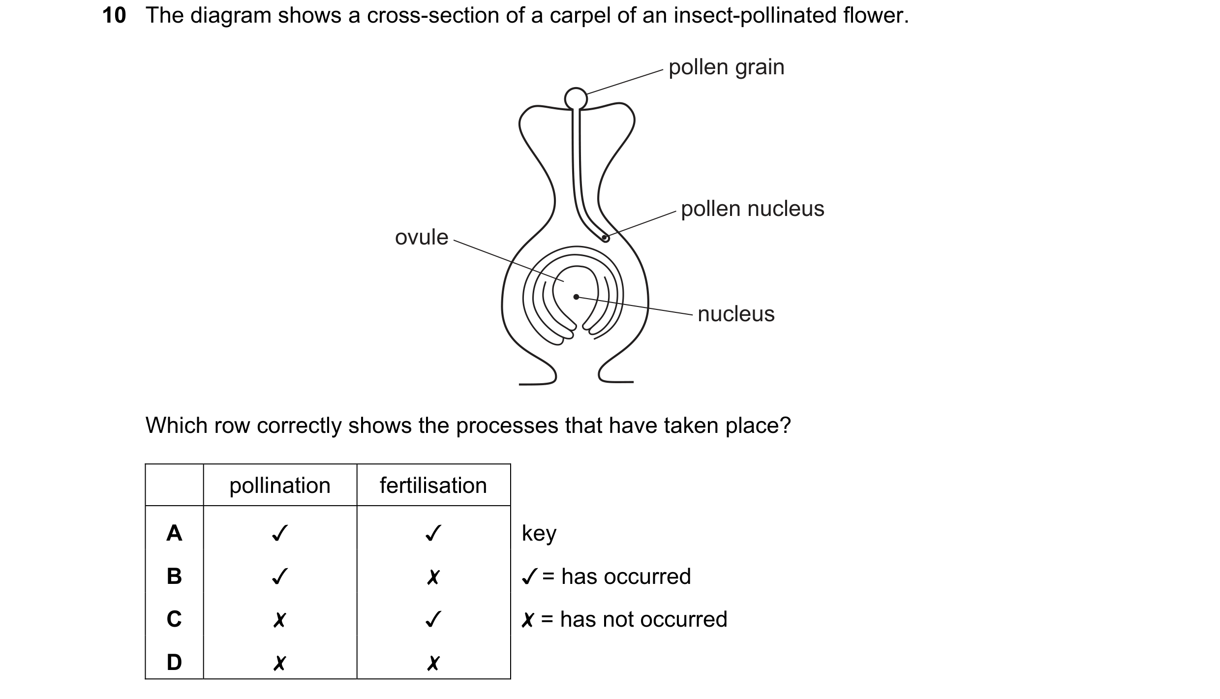 Question 41: The diagram shows a cross-section of a carpel of an insect-pollinated flower.

ovule

pollen grain

pollen nucleus

nucleus

Which row corr…