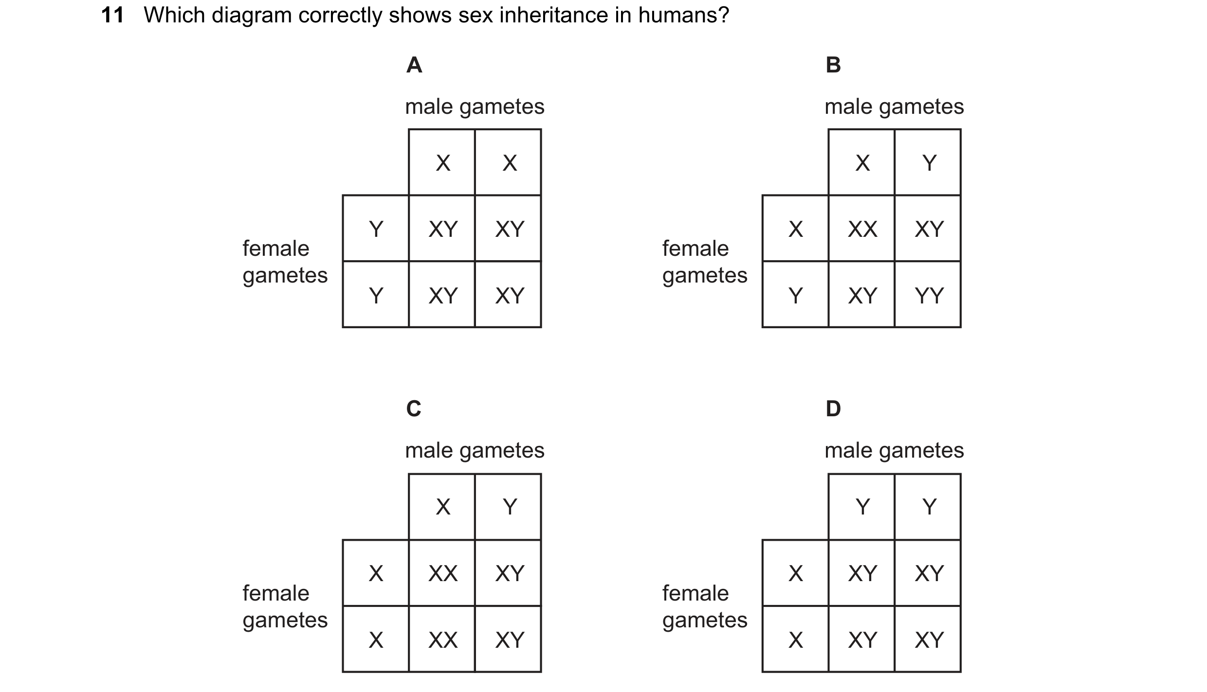Question 33: Which diagram correctly shows sex inheritance in humans? A B male gametes male gametes X X X Y Y XY XY X XX XY female female gametes gamete…