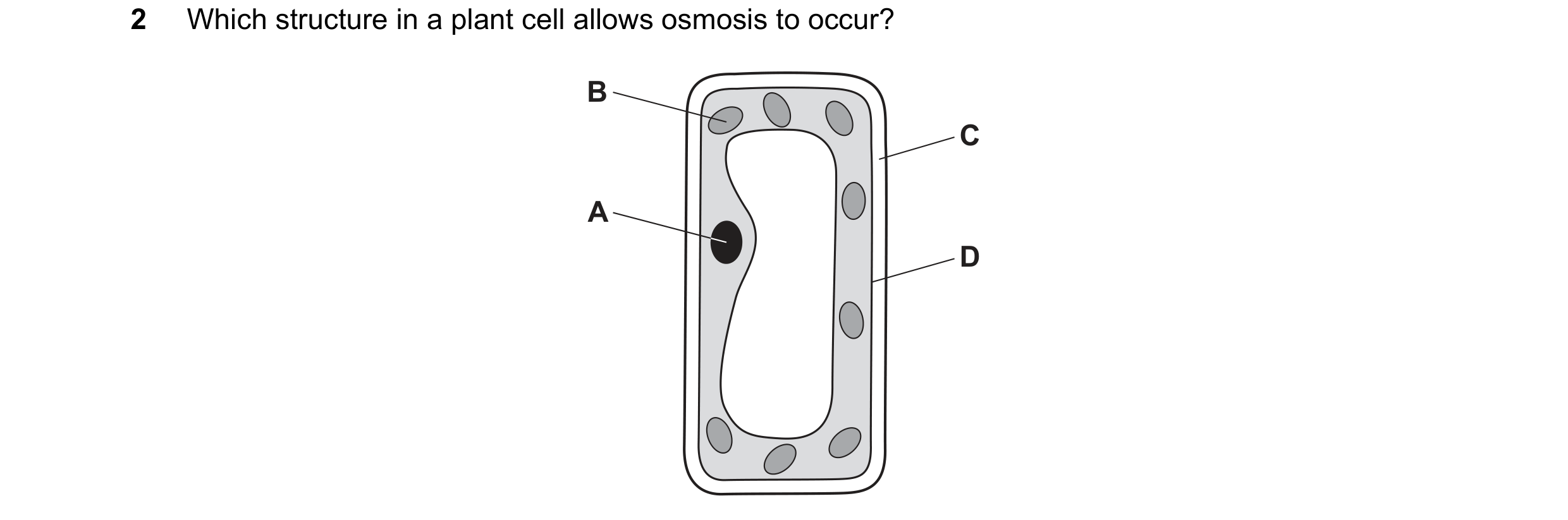 Question 8: Which structure in a plant cell allows osmosis to occur? B C A D