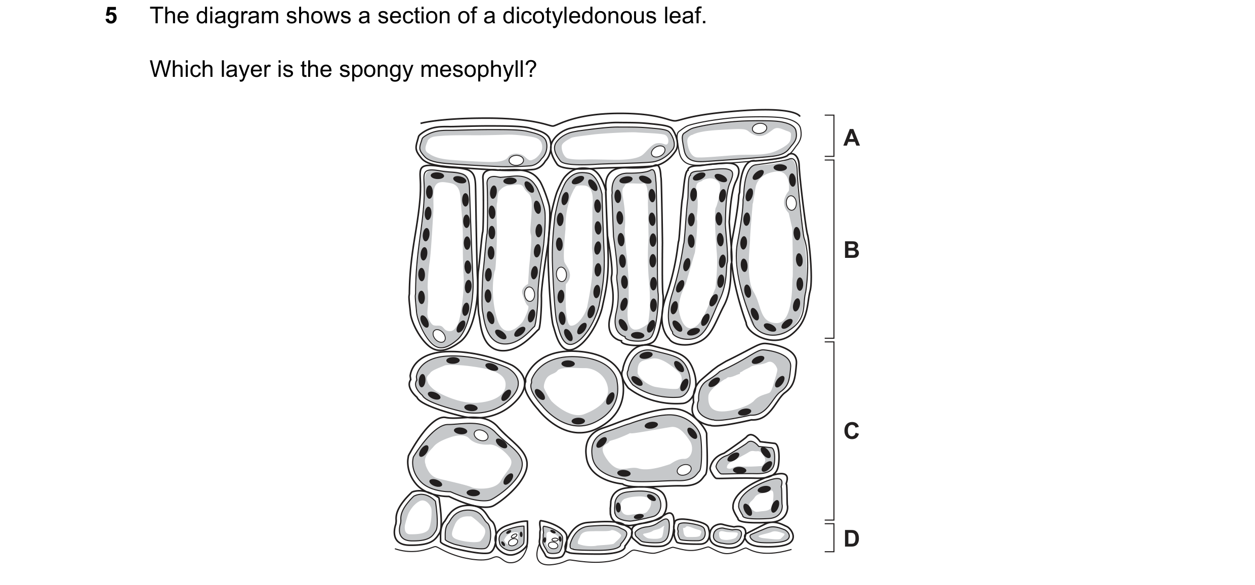 Question 16: The diagram shows a section of a dicotyledonous leaf. Which layer is the spongy mesophyll? A B C D