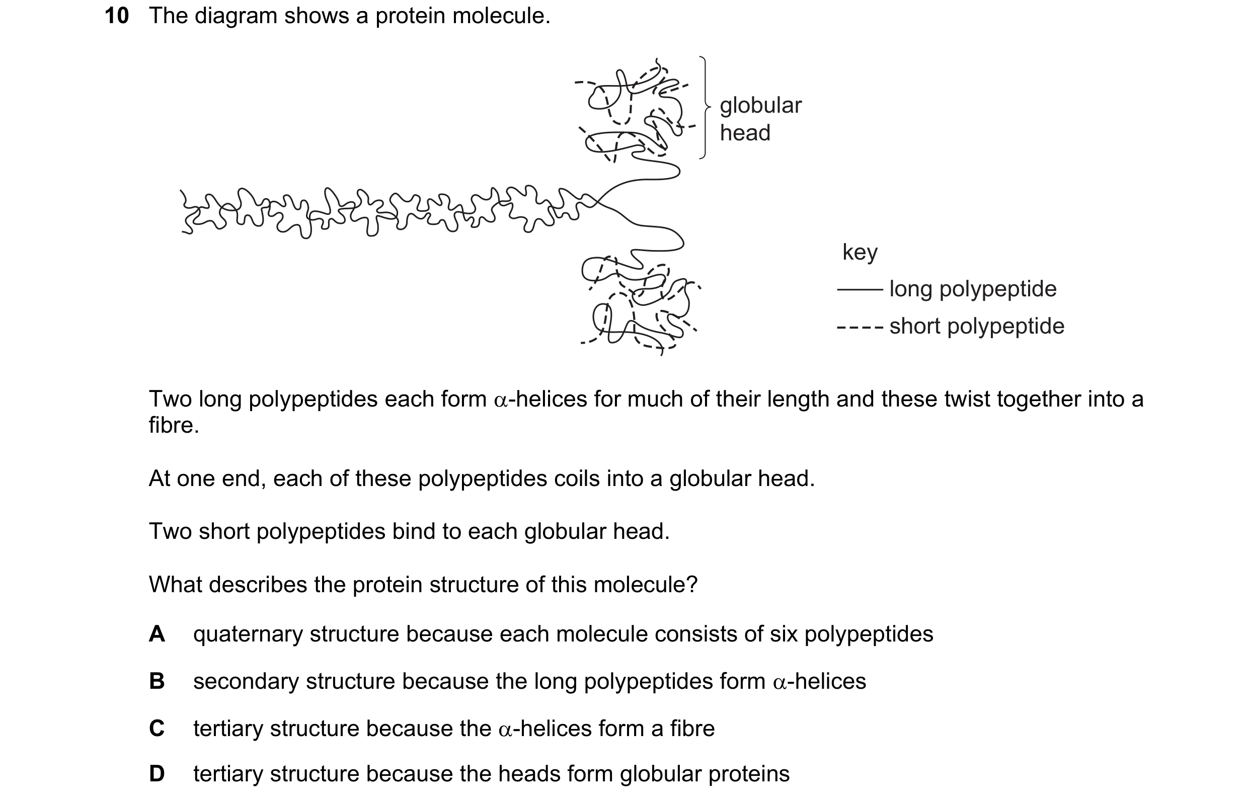 Question 164: The diagram shows a protein molecule. globular head key long polypeptide short polypeptide Two long polypeptides each form α-helices for mu…