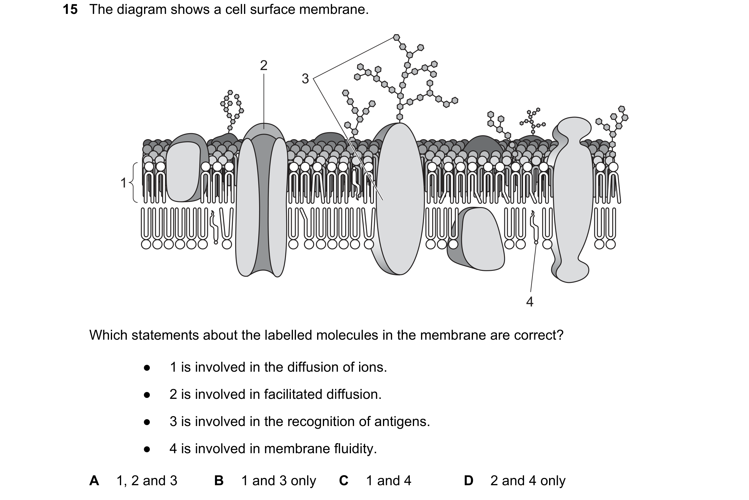 Question 164: The diagram shows a cell surface membrane. 2 3 1 4 Which statements about the labelled molecules in the membrane are correct? ● 1 is involv…