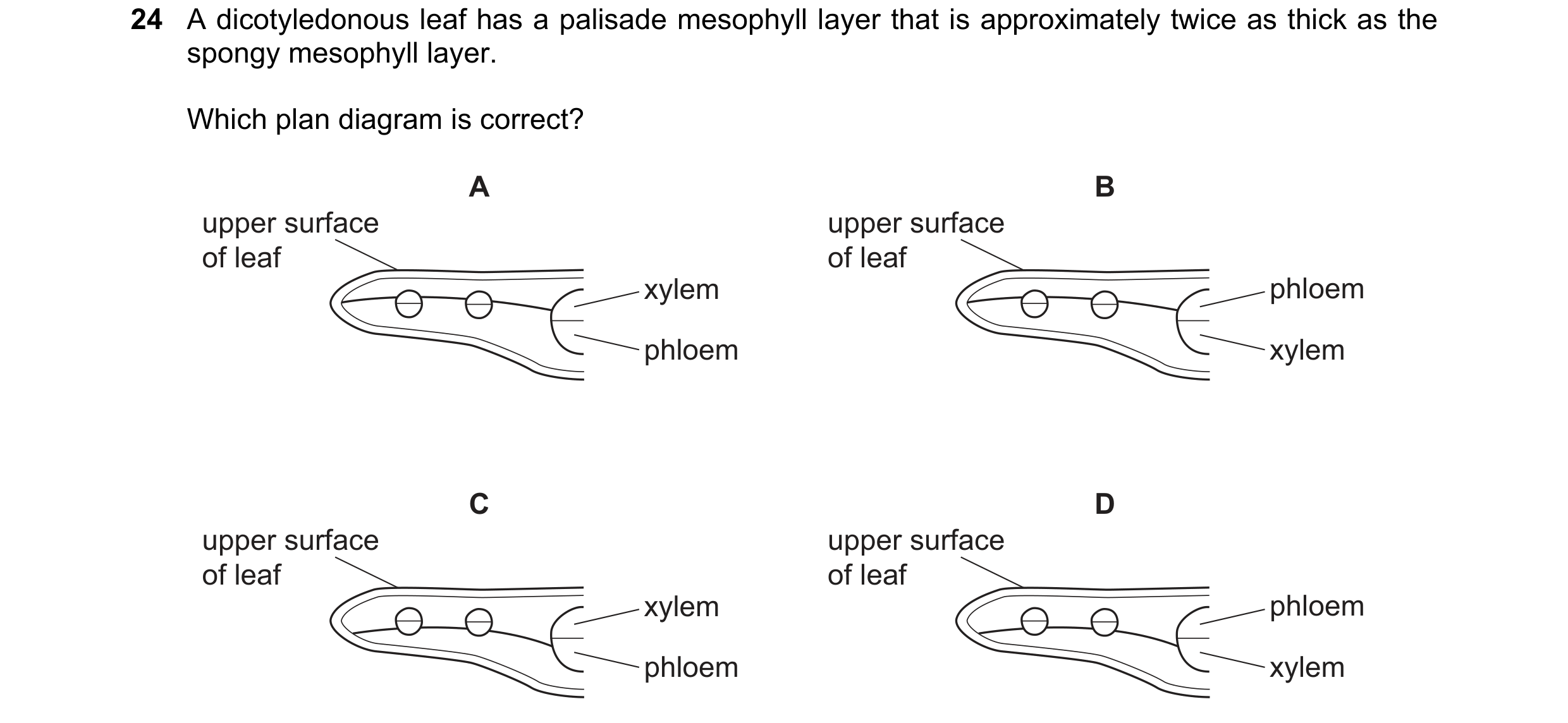 Question 73: A dicotyledonous leaf has a palisade mesophyll layer that is approximately twice as thick as the spongy mesophyll layer. Which plan diagram…
