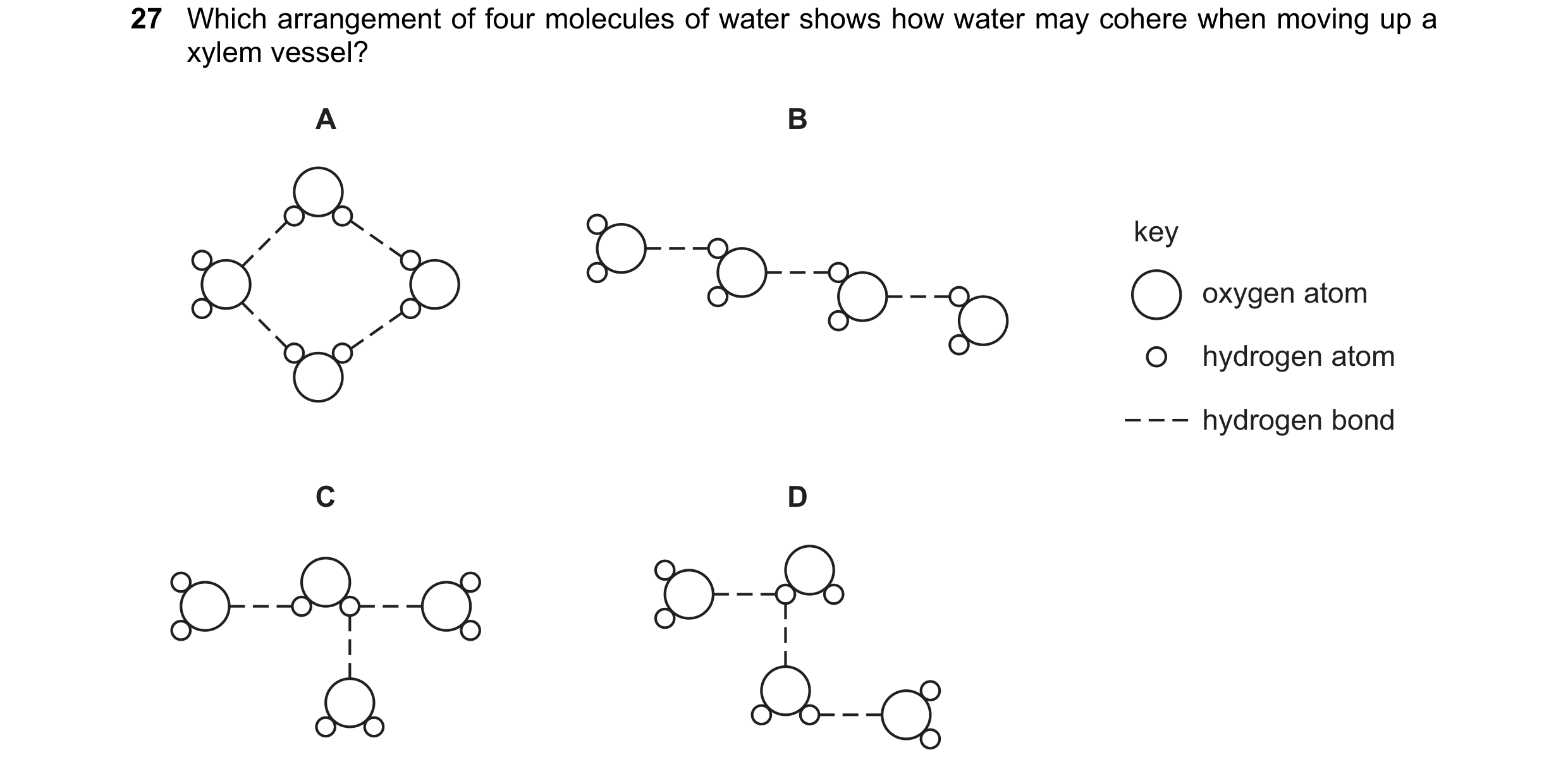 Question 221: Which arrangement of four molecules of water shows how water may cohere when moving up a xylem vessel? A B key oxygen atom hydrogen atom hy…
