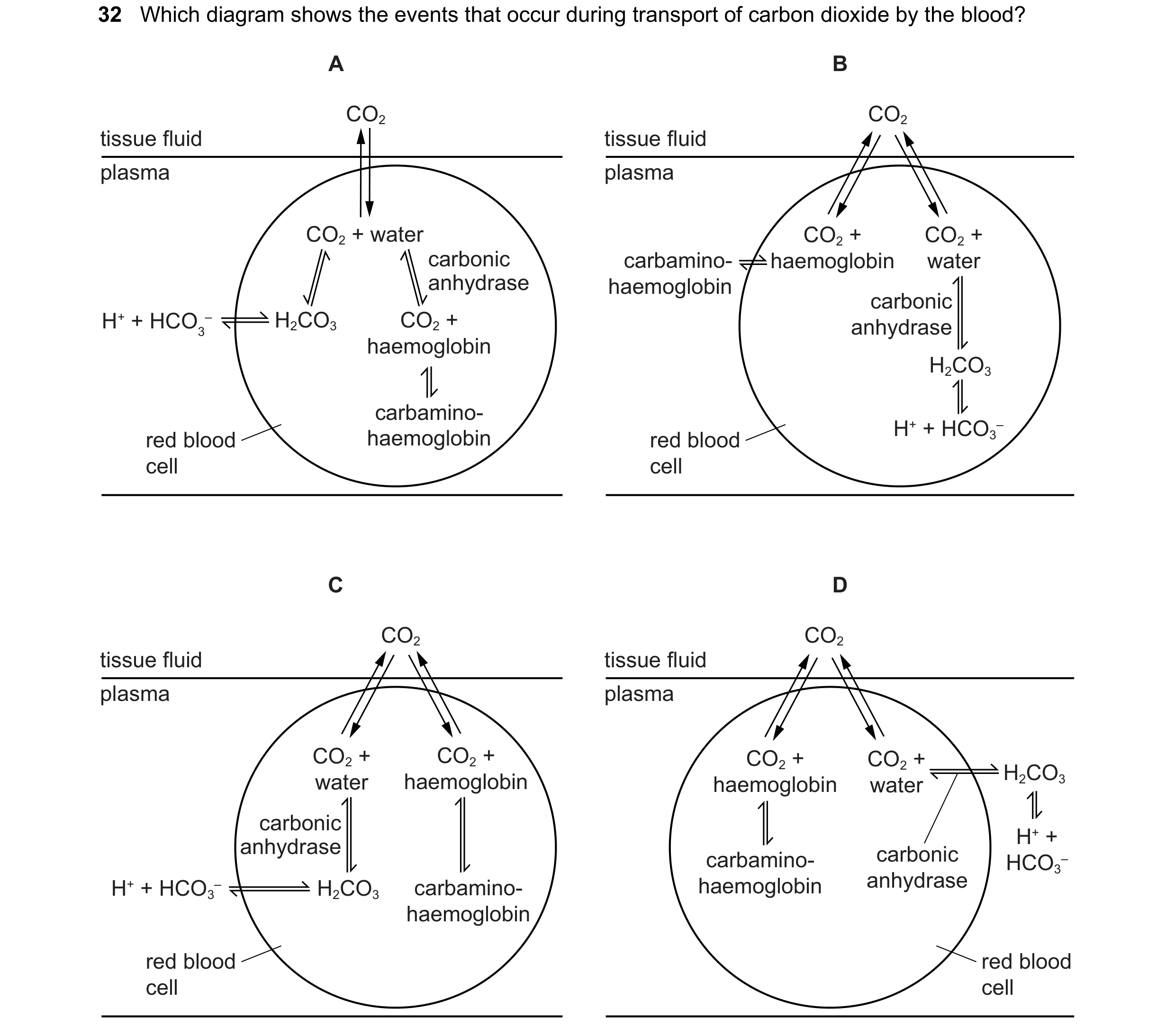 Question 125: Which diagram shows the events that occur during transport of carbon dioxide by the blood? A B CO2 CO2 tissue fluid tissue fluid plasma pla…