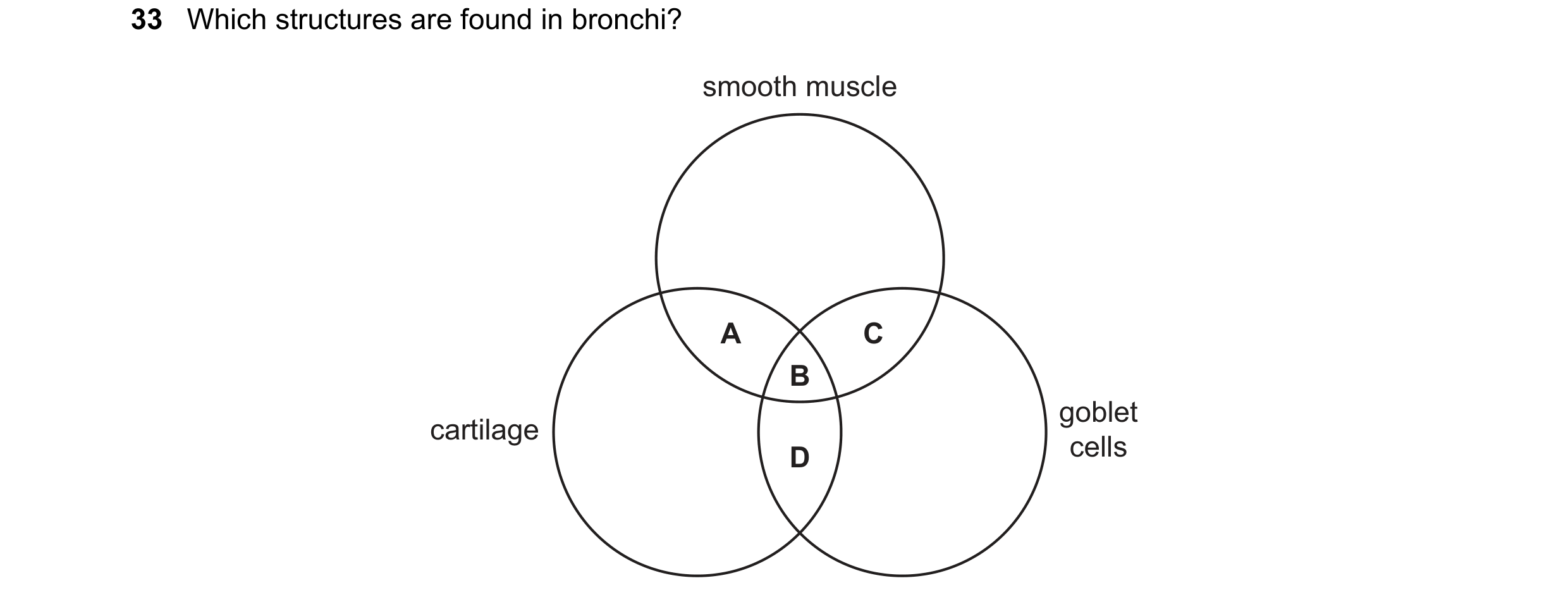 Question 178: Which structures are found in bronchi? smooth muscle A C B goblet cartilage D cells