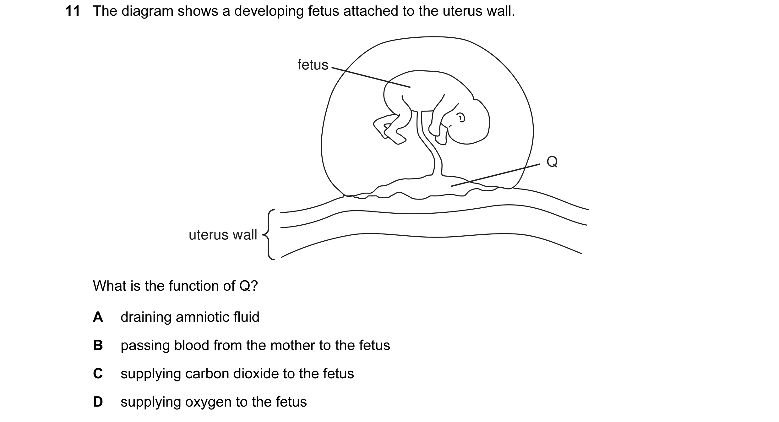 Question 1: The diagram shows a developing fetus attached to the uterus wall. fetus Q uterus wall What is the function of Q? A draining amniotic fluid …