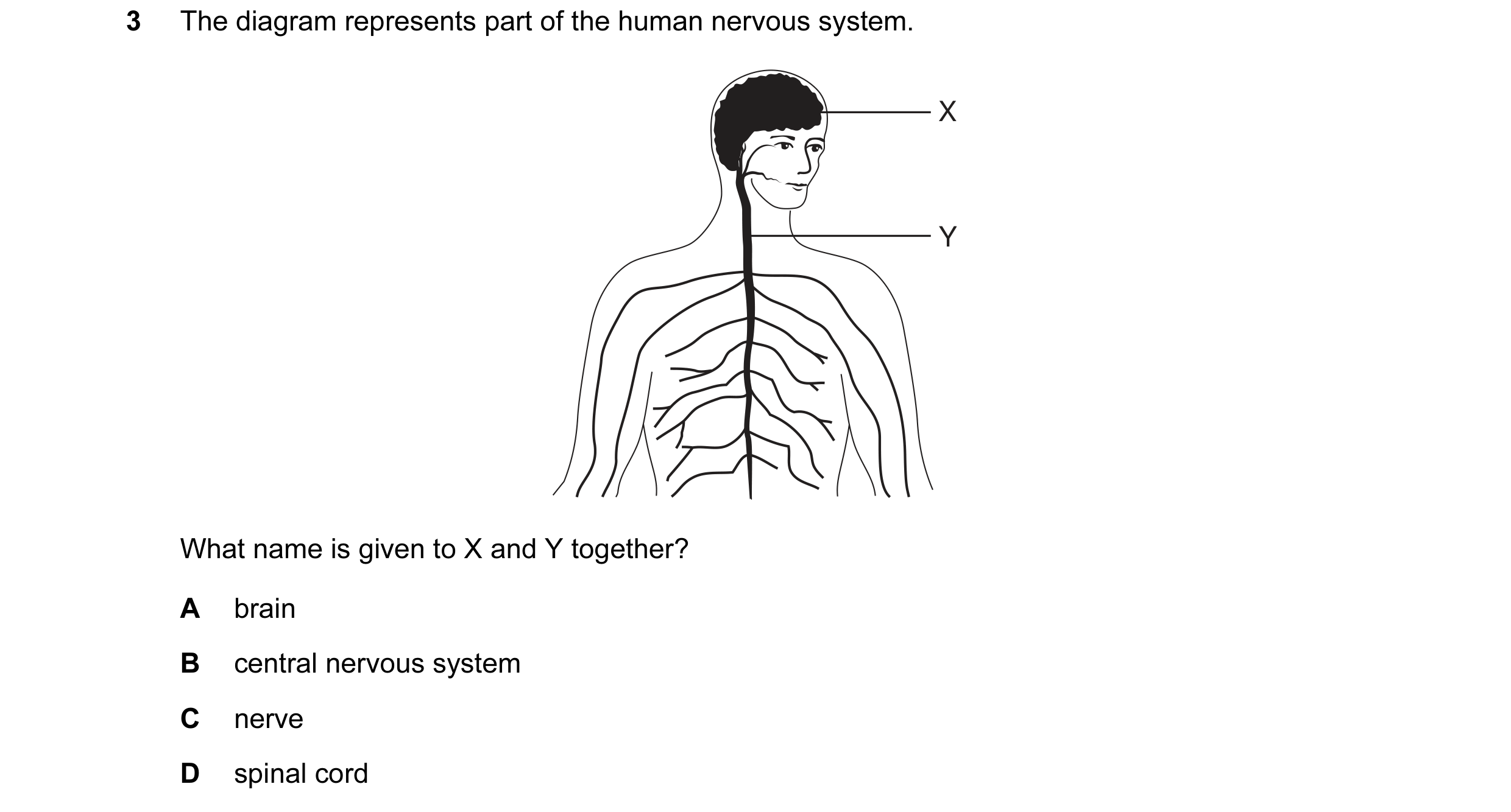 Question 1: The diagram represents part of the human nervous system. X Y What name is given to X and Y together? A brain B central nervous system C ner…