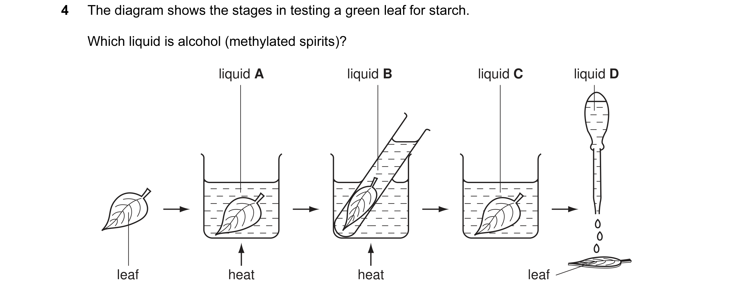 Question 1: The diagram shows the stages in testing a green leaf for starch. Which liquid is alcohol (methylated spirits)? liquid A liquid B liquid C l…