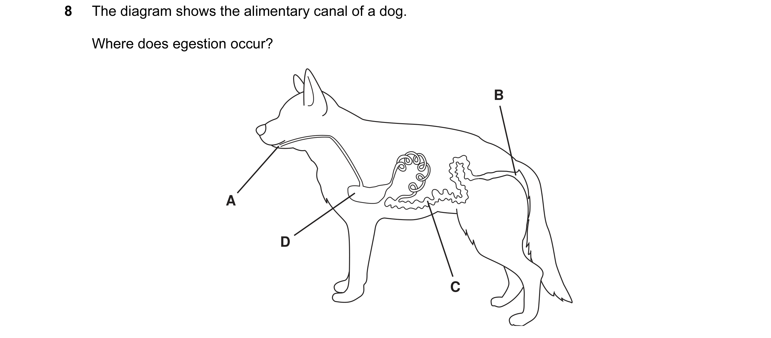 Question 1: The diagram shows the alimentary canal of a dog. Where does egestion occur? B A D C