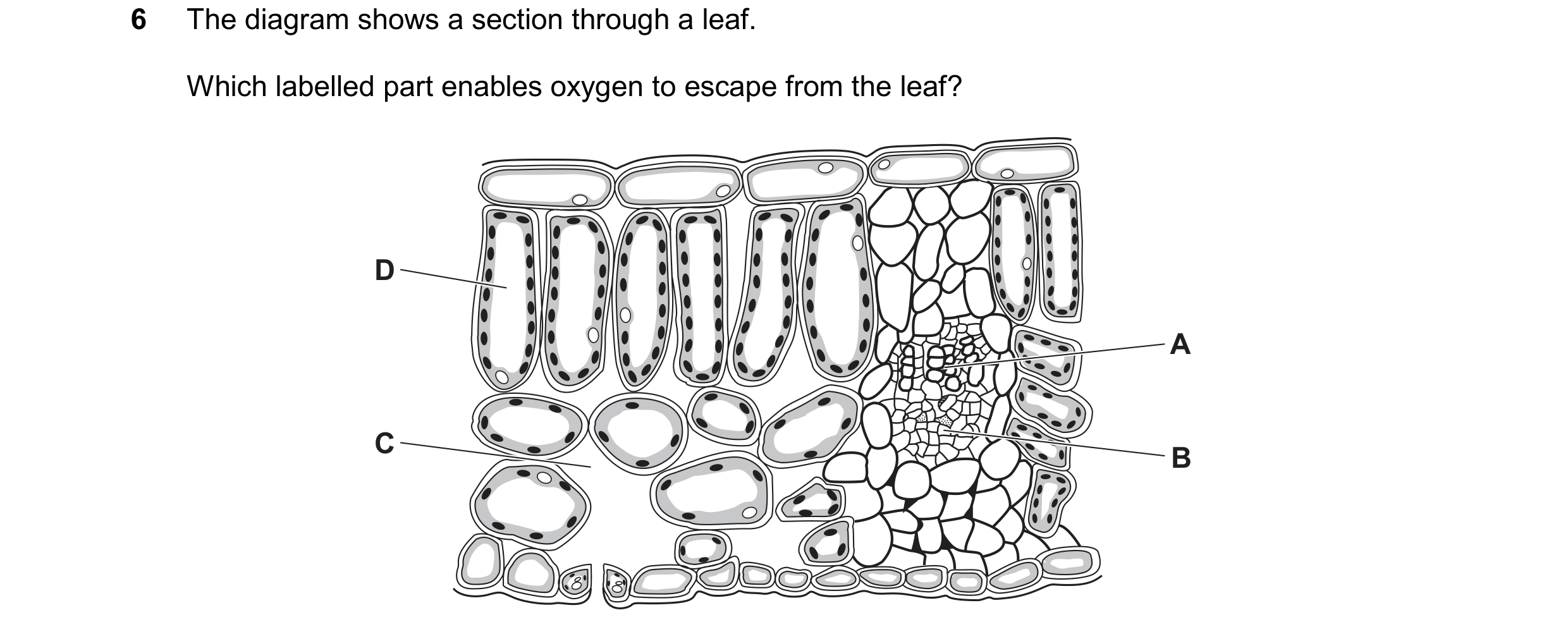 Question 26: The diagram shows a section through a leaf. Which labelled part enables oxygen to escape from the leaf? D A C B