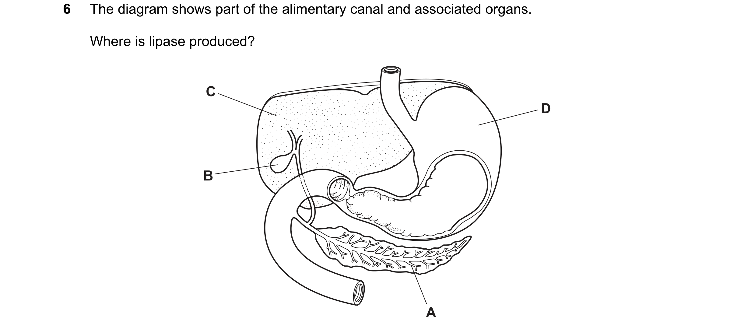 Question 6: The diagram shows part of the alimentary canal and associated organs. Where is lipase produced? C D B A