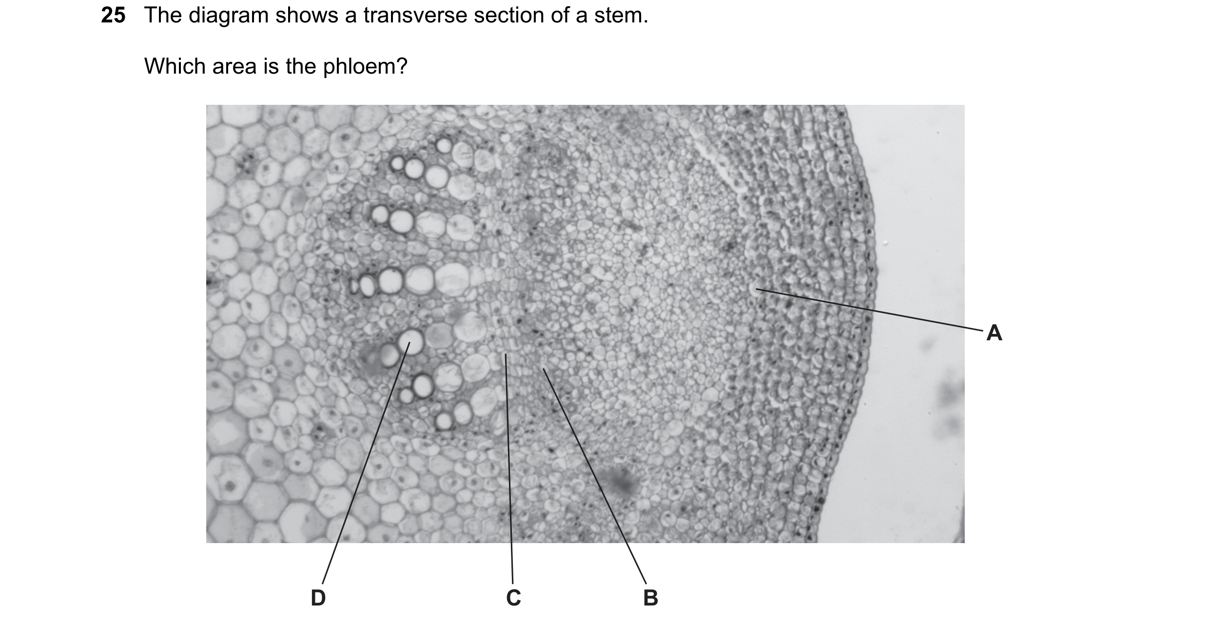 Question 80: The diagram shows a transverse section of a stem. Which area is the phloem? A D C B