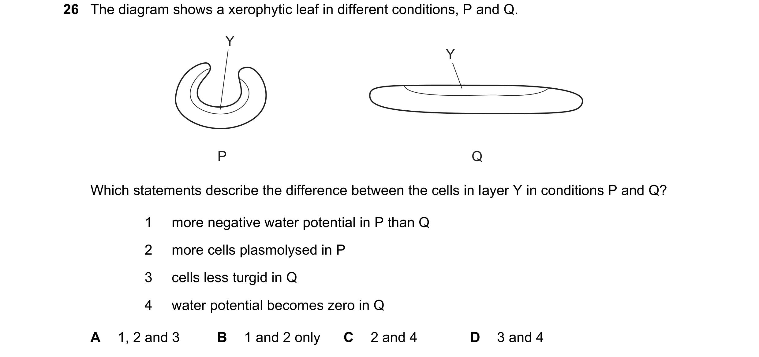 Question 175: The diagram shows a xerophytic leaf in different conditions, P and Q. Y Y P Q Which statements describe the difference between the cells in…