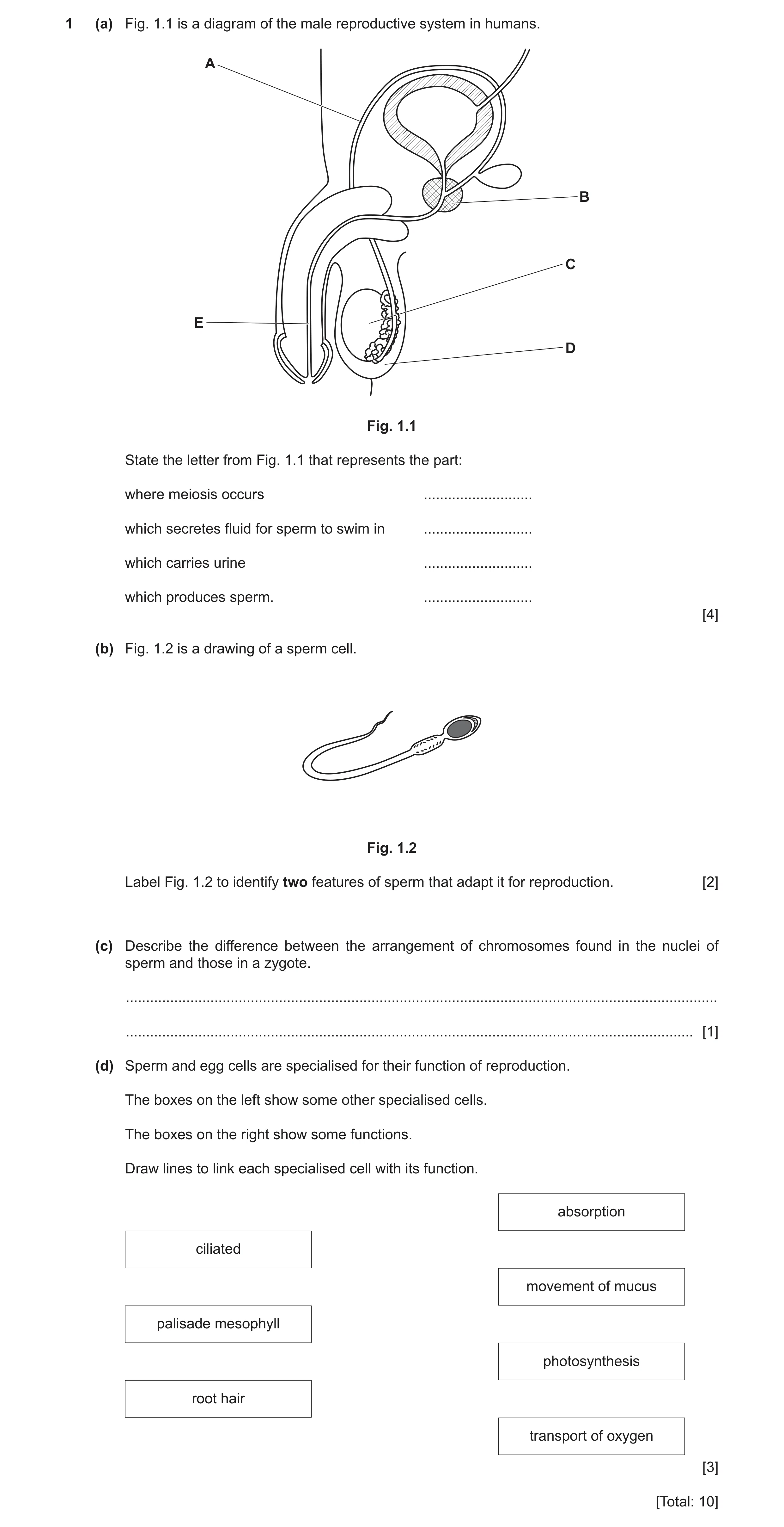 Question 6: (a) Fig. 1.1 is a diagram of the male reproductive system in humans. A B C E D Fig. 1.1 State the letter from Fig. 1.1 that represents the …