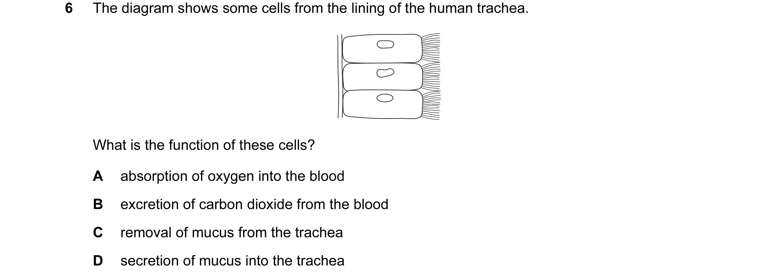 Question 8: The diagram shows some cells from the lining of the human trachea. What is the function of these cells? A absorption of oxygen into the blo…