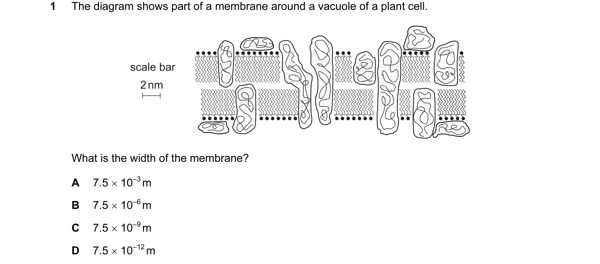 Question 8: The diagram shows part of a membrane around a vacuole of a plant cell. scale bar 2 nm What is the width of the membrane? A 7.5 × 10–3 m B 7…