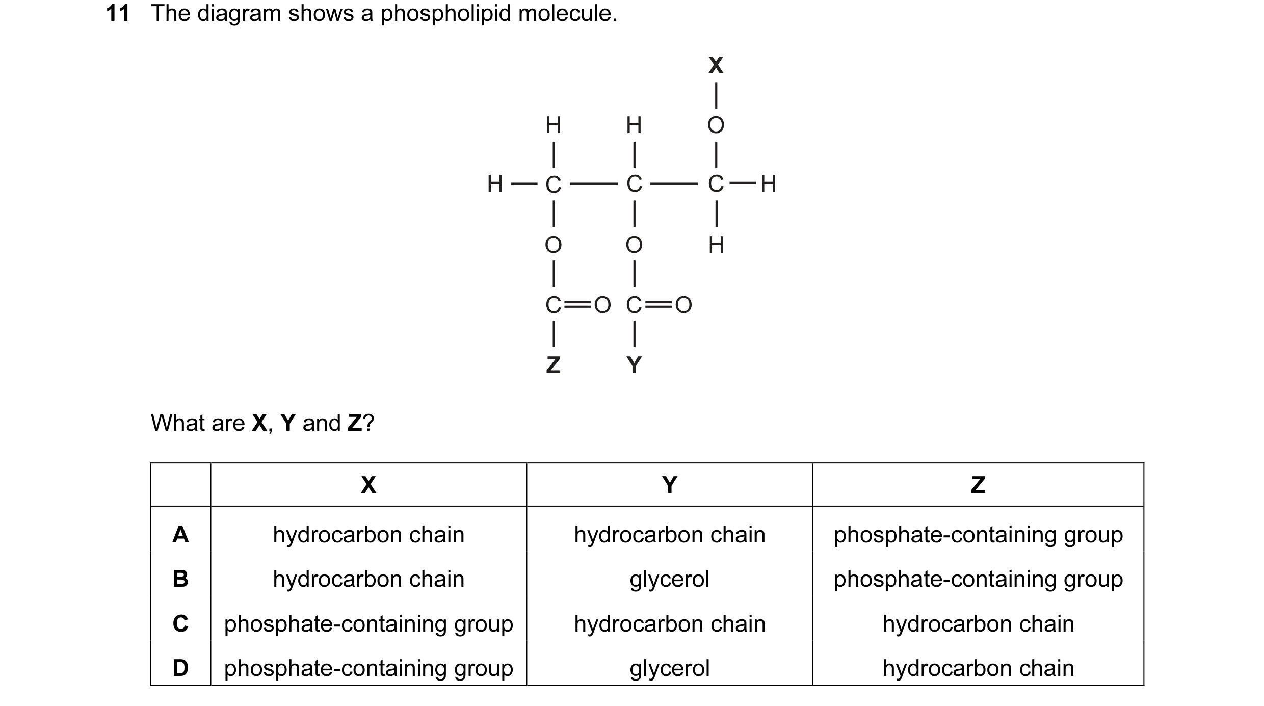 Question 5: The diagram shows a phospholipid molecule. X H H O H C C C H O O H C O C O Z Y What are X, Y and Z? X Y Z A hydrocarbon chain hydrocarbon c…