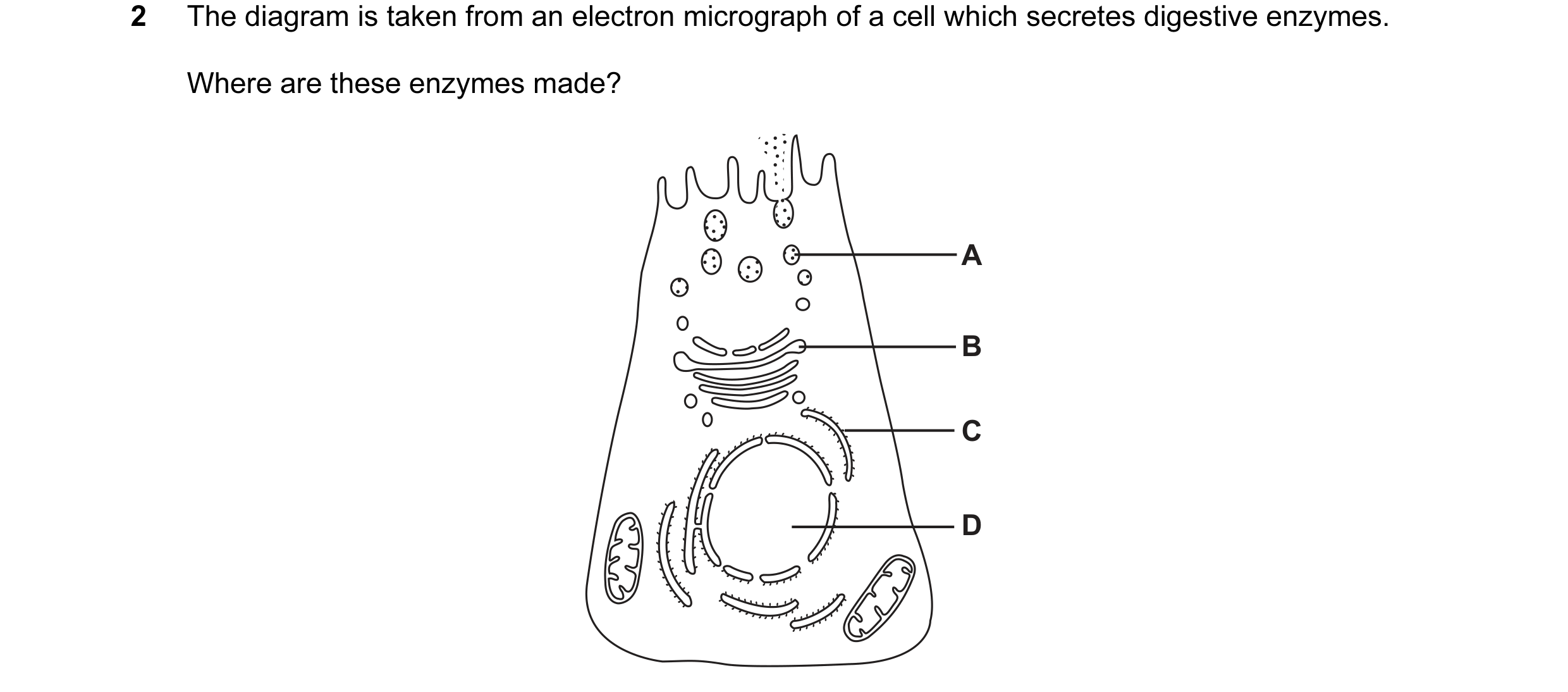 Question 11: The diagram is taken from an electron micrograph of a cell which secretes digestive enzymes. Where are these enzymes made? A B C D