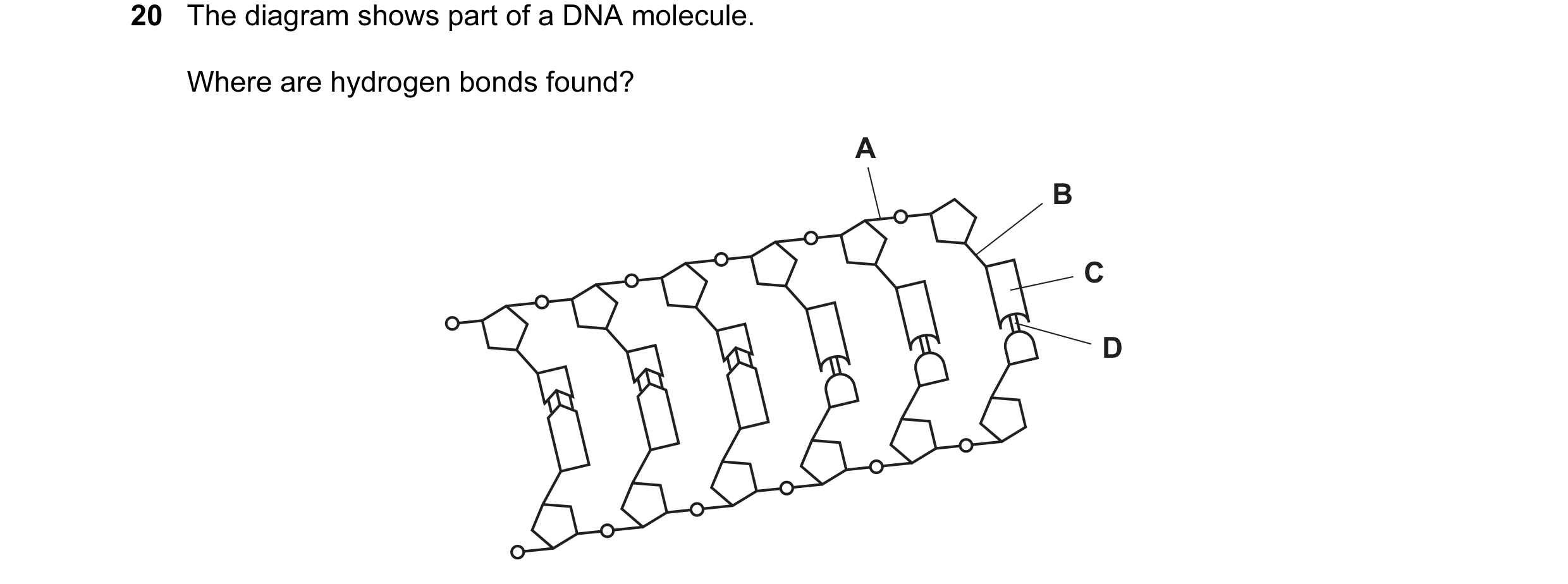 Question 13: The diagram shows part of a DNA molecule. Where are hydrogen bonds found? A B C D