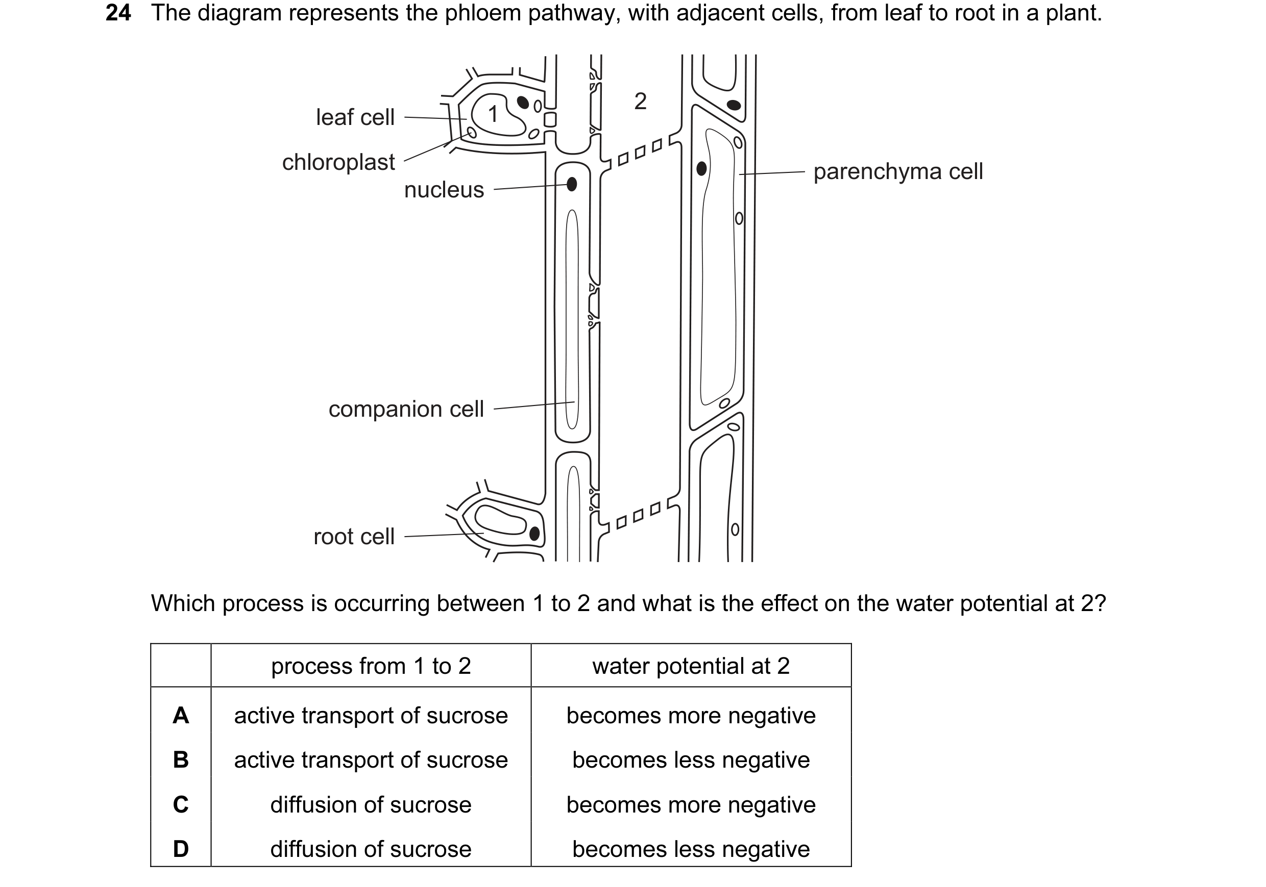 Question 8: The diagram represents the phloem pathway, with adjacent cells, from leaf to root in a plant. 2 leaf cell 1 chloroplast parenchyma cell nuc…