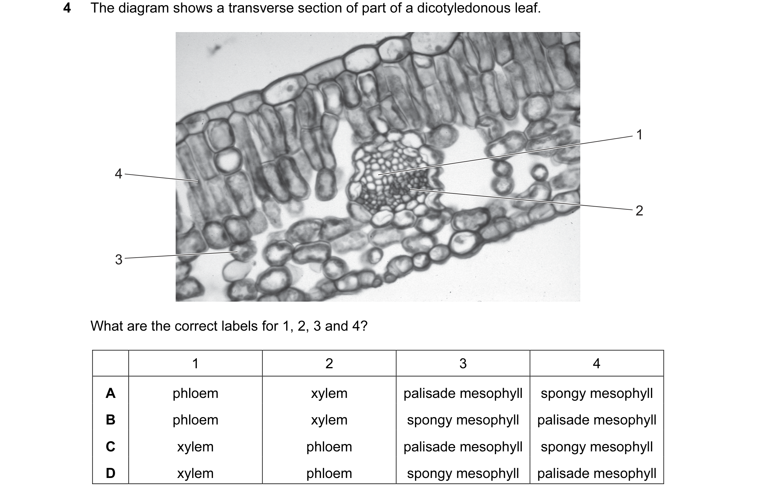 Question 5: The diagram shows a transverse section of part of a dicotyledonous leaf. 1 4 2 3 What are the correct labels for 1, 2, 3 and 4? 1 2 3 4 A p…