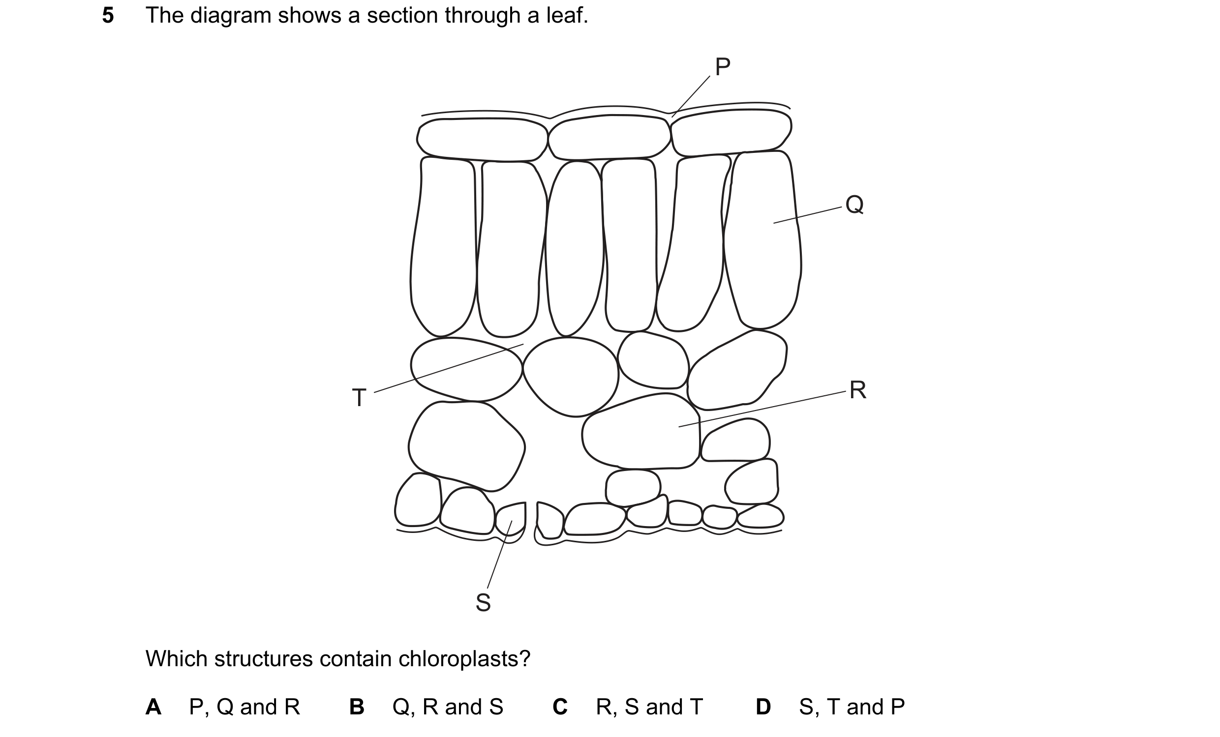 Question 36: The diagram shows a section through a leaf. P Q T R S Which structures contain chloroplasts? A P, Q and R B Q, R and S C R, S and T D S, T …