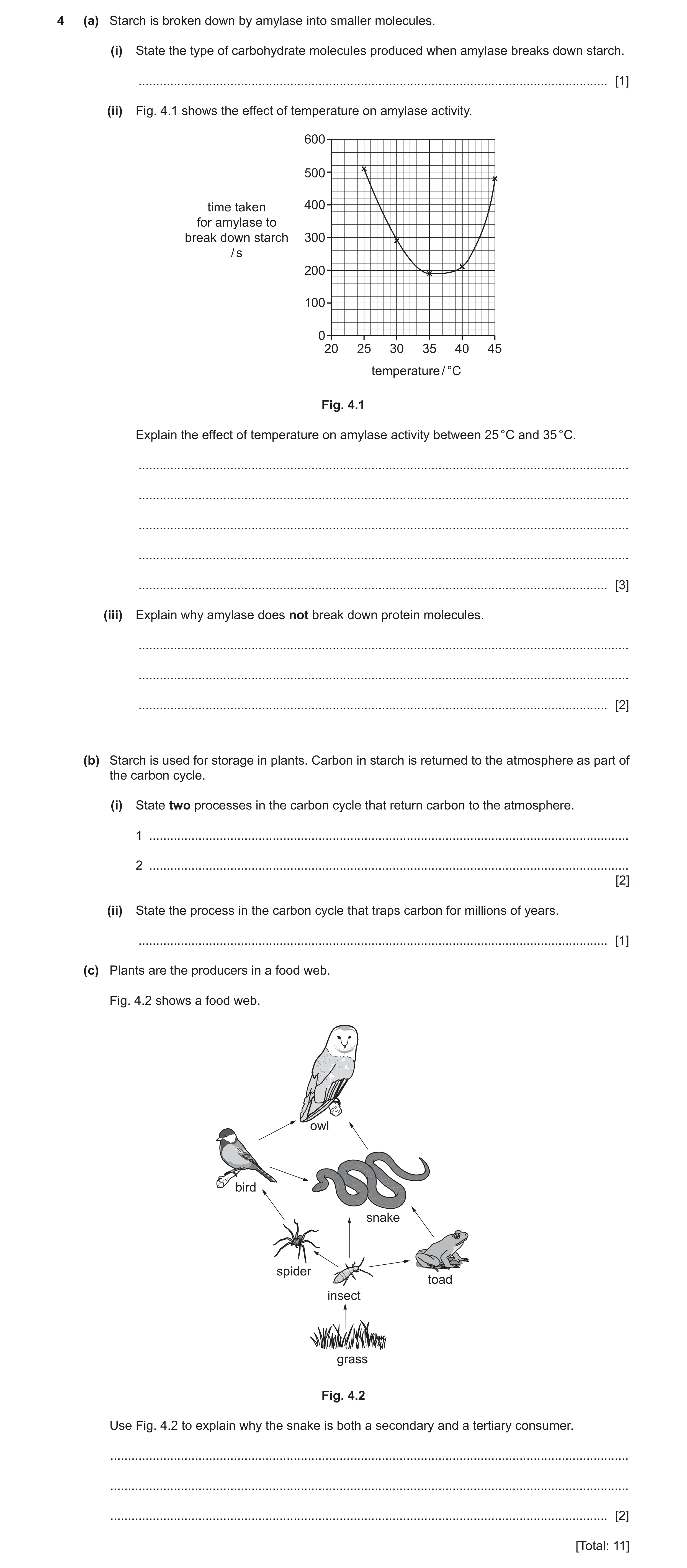Question 10: (a) Starch is broken down by amylase into smaller molecules. (i) State the type of carbohydrate molecules produced when amylase breaks down…