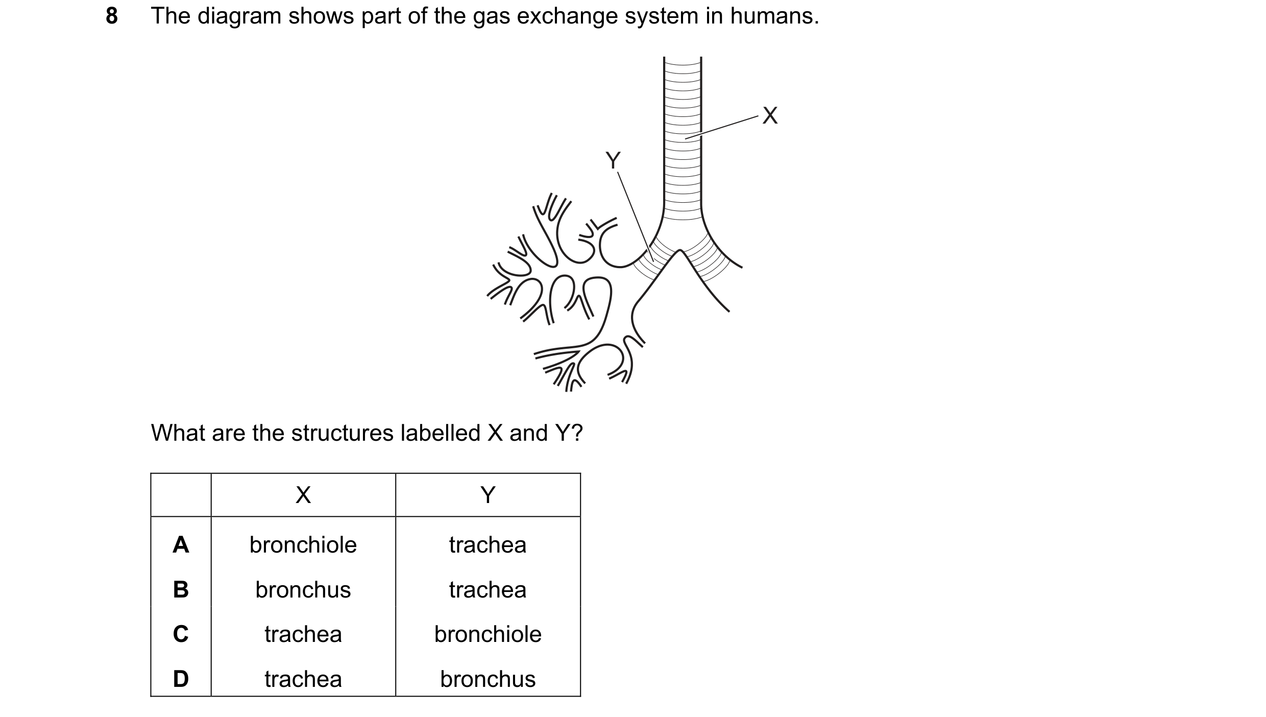 Question 29: The diagram shows part of the gas exchange system in humans. X Y What are the structures labelled X and Y? X Y A bronchiole trachea B bronc…