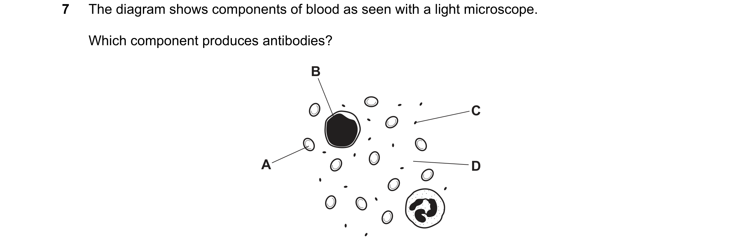 Question 9: The diagram shows components of blood as seen with a light microscope. Which component produces antibodies? B C A D