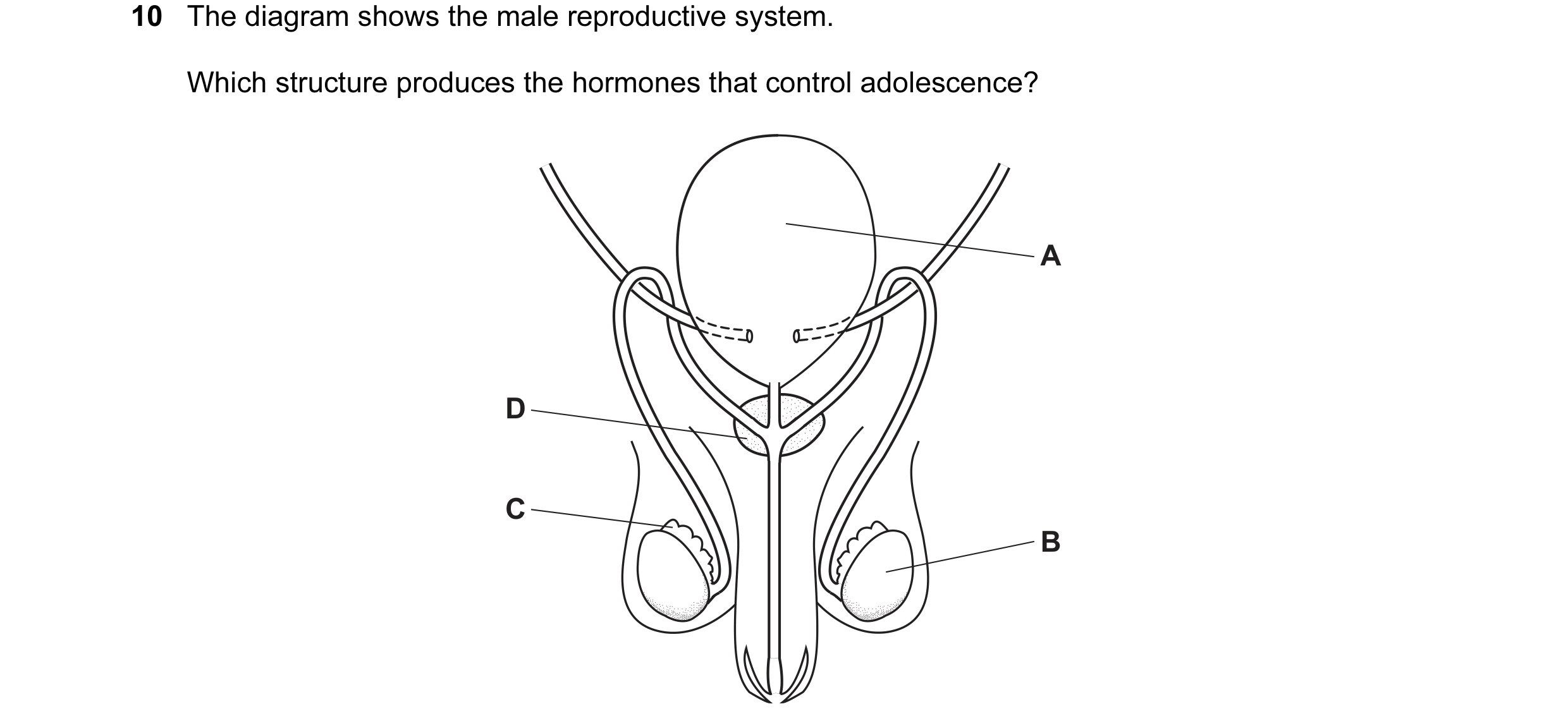 Question 13: The diagram shows the male reproductive system. Which structure produces the hormones that control adolescence? A D C B