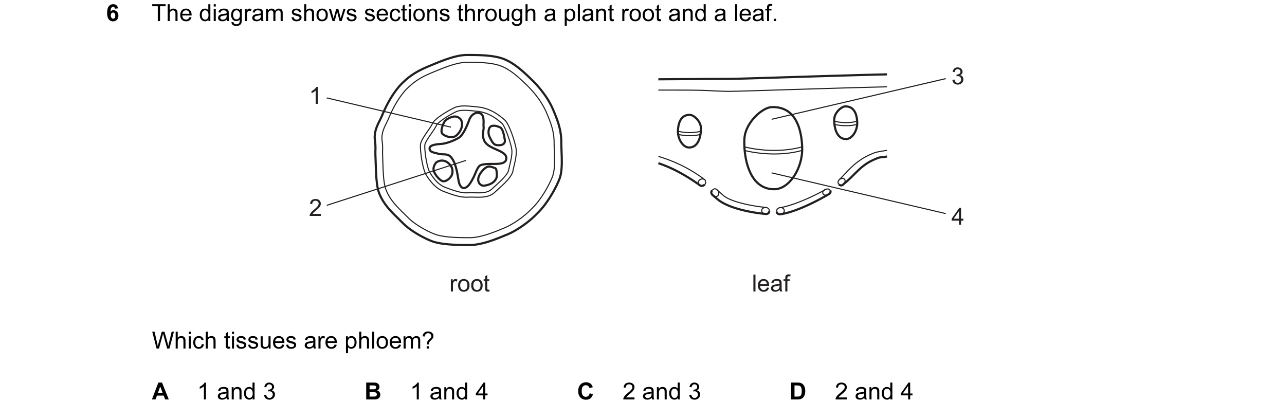 Question 7: The diagram shows sections through a plant root and a leaf. 3 1 2 4 root leaf Which tissues are phloem? A 1 and 3 B 1 and 4 C 2 and 3 D 2 a…