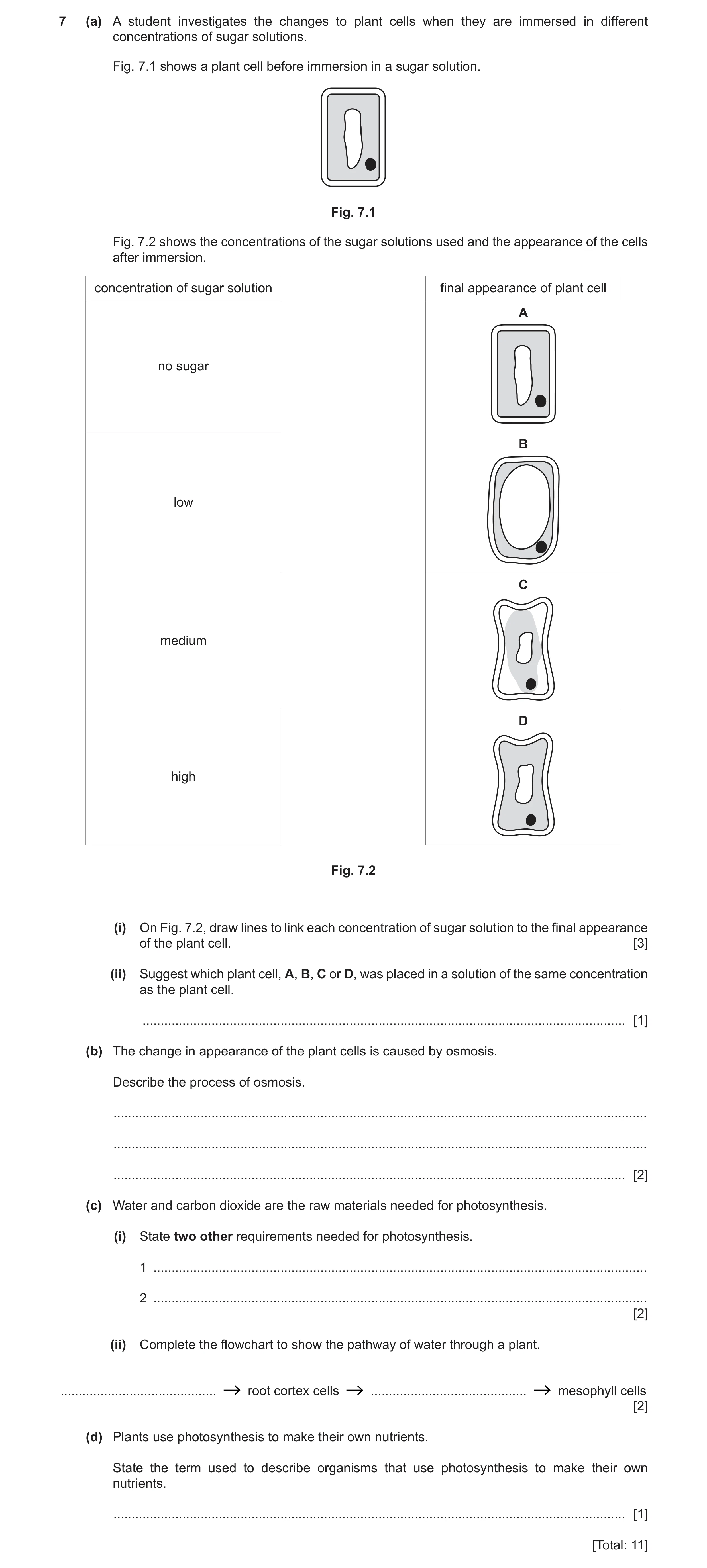 Question 14: (a) A student investigates the changes to plant cells when they are immersed in different concentrations of sugar solutions. Fig. 7.1 shows…