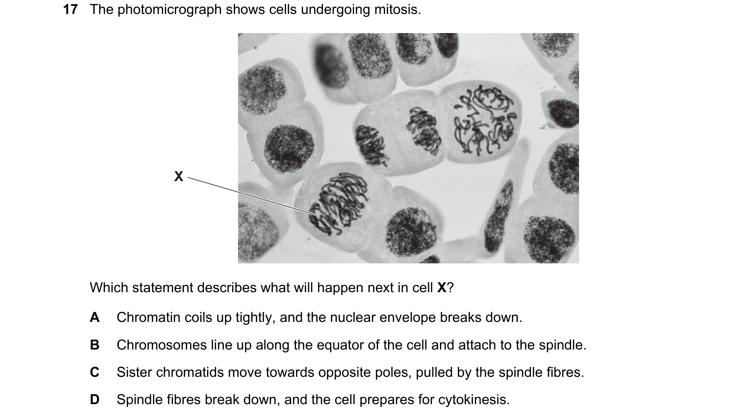 Question 57: The photomicrograph shows cells undergoing mitosis. X Which statement describes what will happen next in cell X? A Chromatin coils up tight…