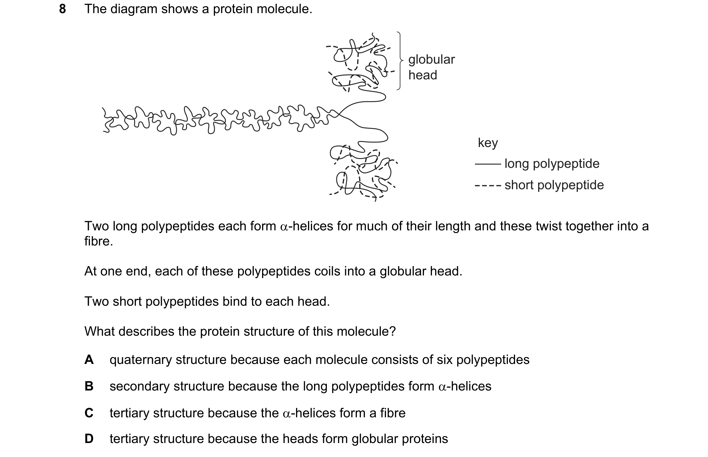 Question 121: The diagram shows a protein molecule. globular head key long polypeptide short polypeptide Two long polypeptides each form α-helices for mu…
