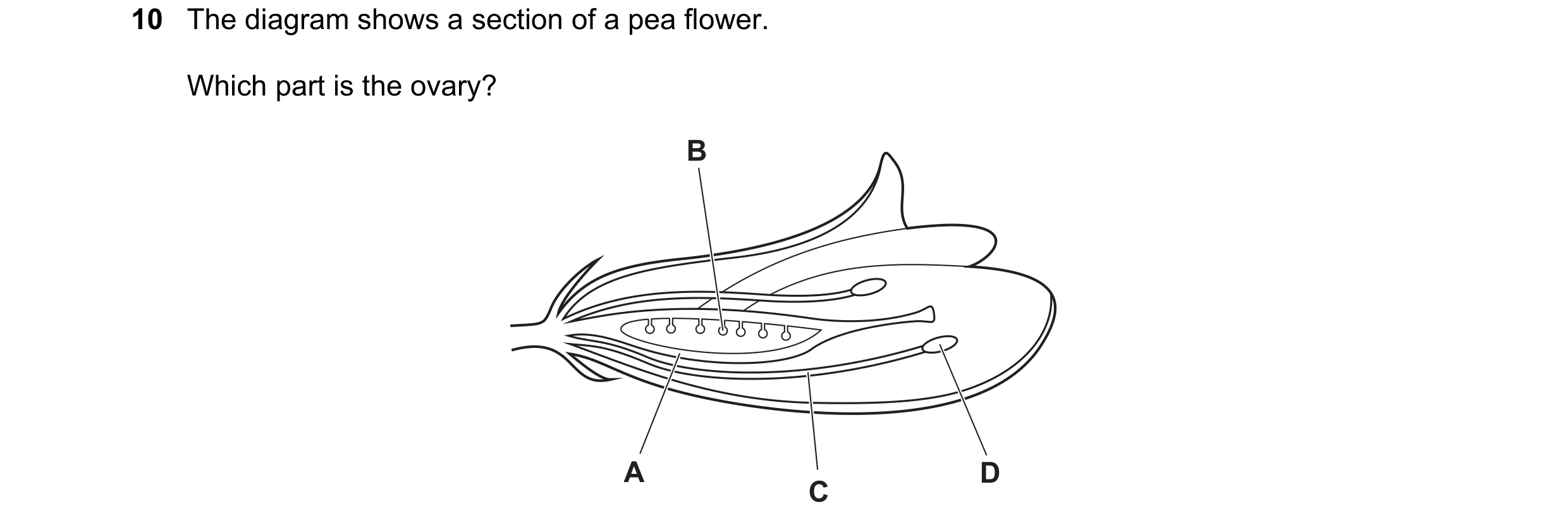 Question 39: The diagram shows a section of a pea flower. Which part is the ovary? B A D C