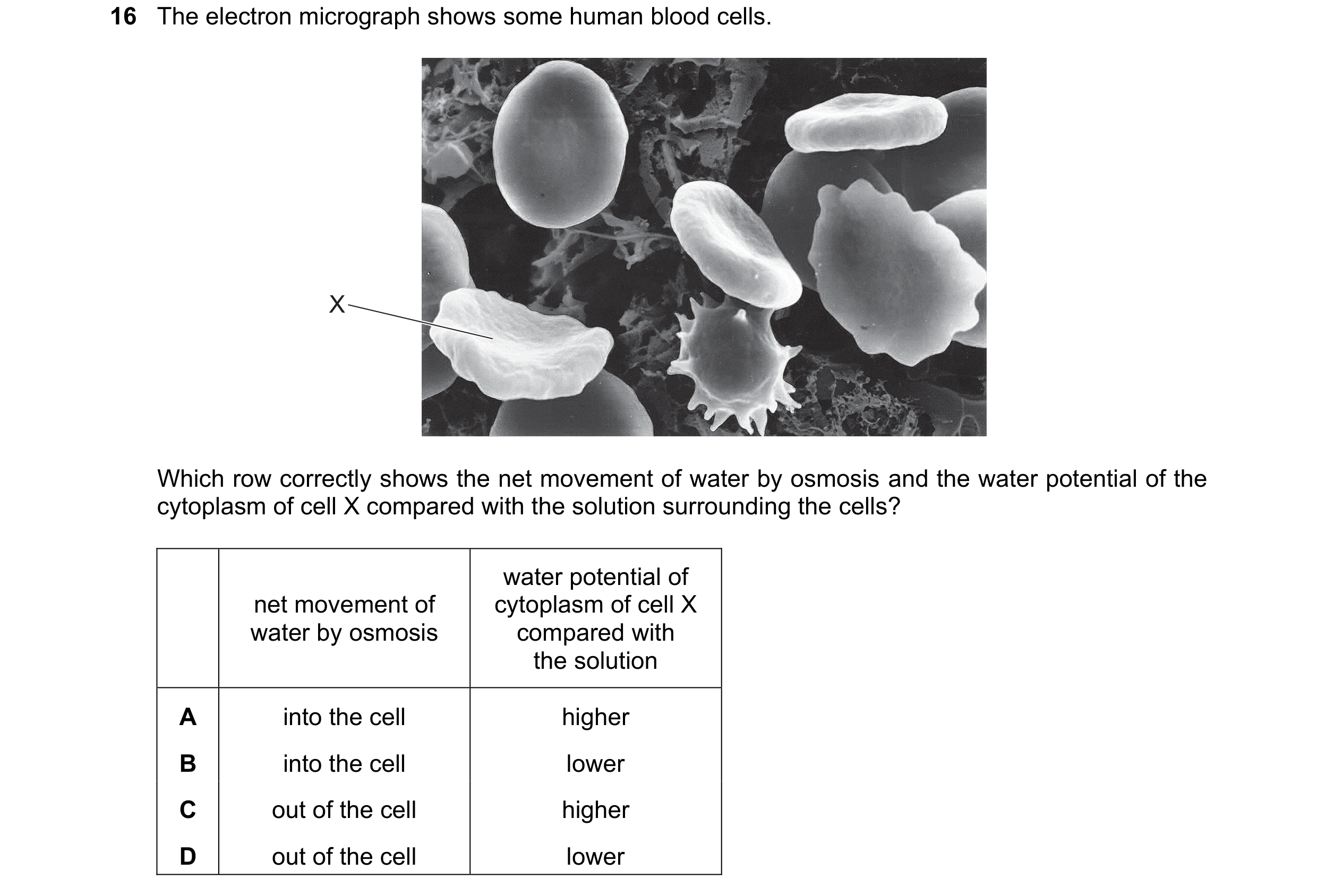 Question 231: The electron micrograph shows some human blood cells. X Which row correctly shows the net movement of water by osmosis and the water potent…