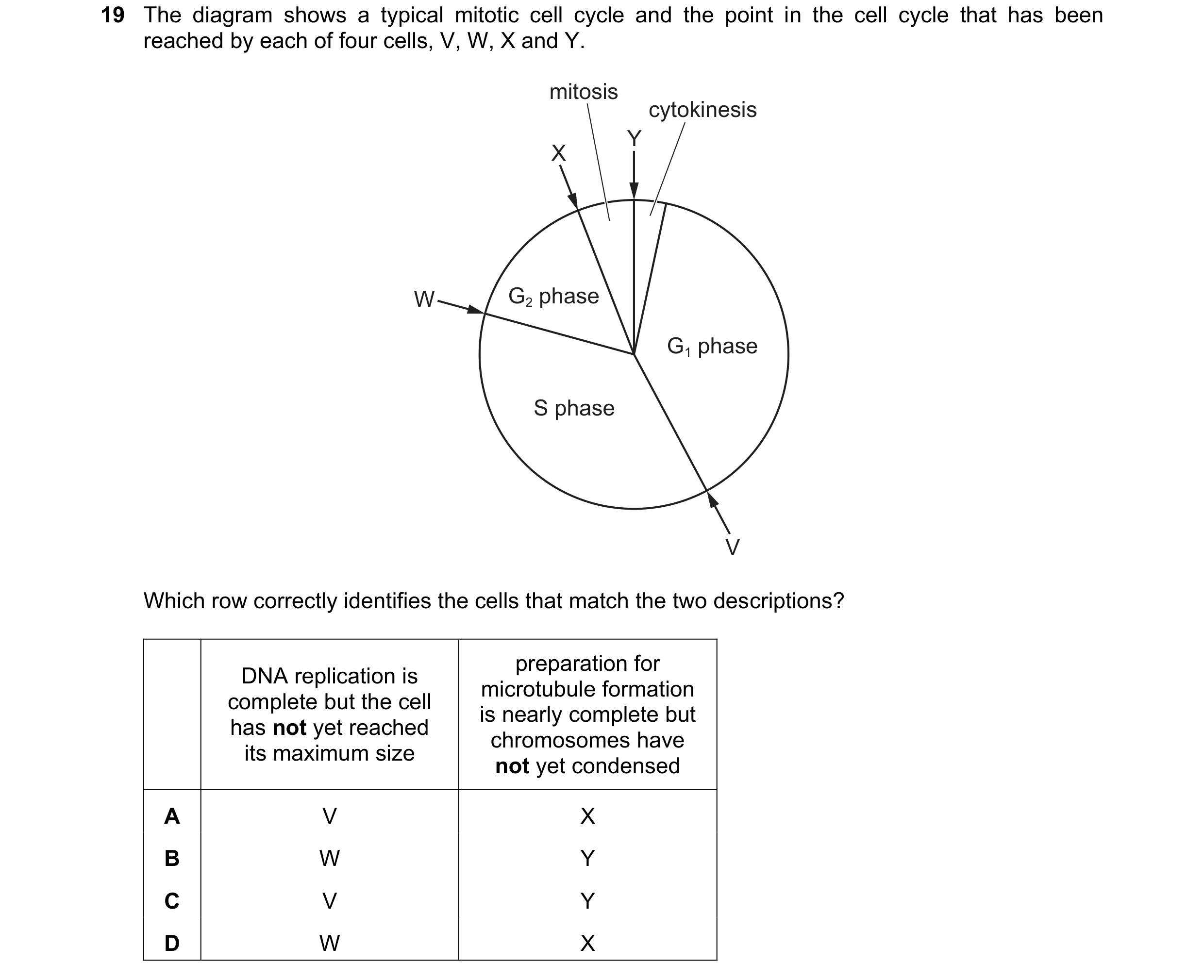 Question 171: The diagram shows a typical mitotic cell cycle and the point in the cell cycle that has been reached by each of four cells, V, W, X and Y. …