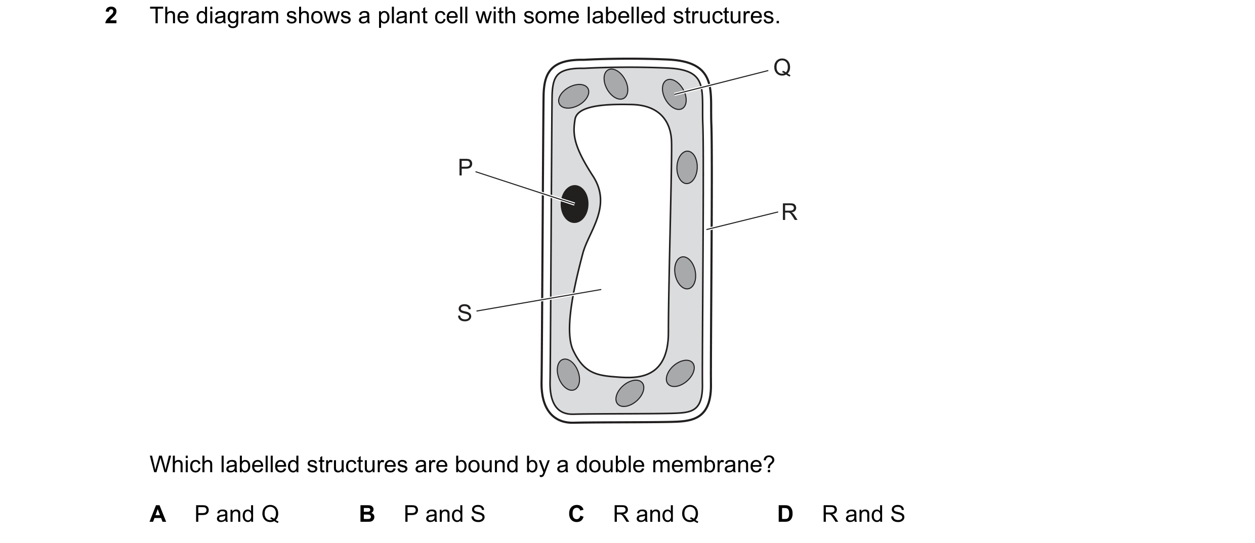 Question 343: The diagram shows a plant cell with some labelled structures. Q P R S Which labelled structures are bound by a double membrane? A P and Q B…