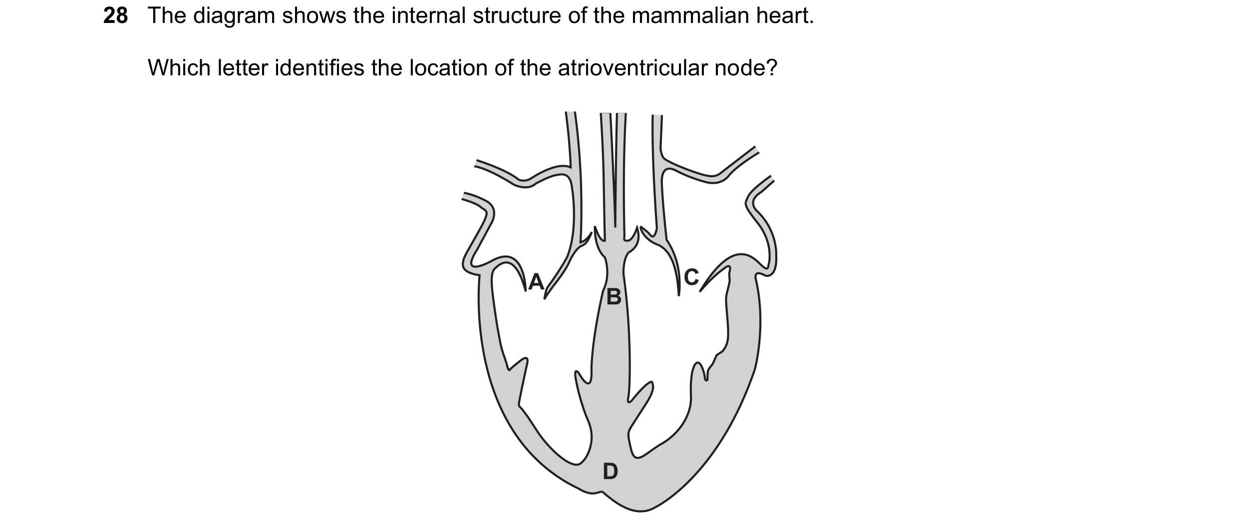 Question 132: The diagram shows the internal structure of the mammalian heart. Which letter identifies the location of the atrioventricular node? A C B D