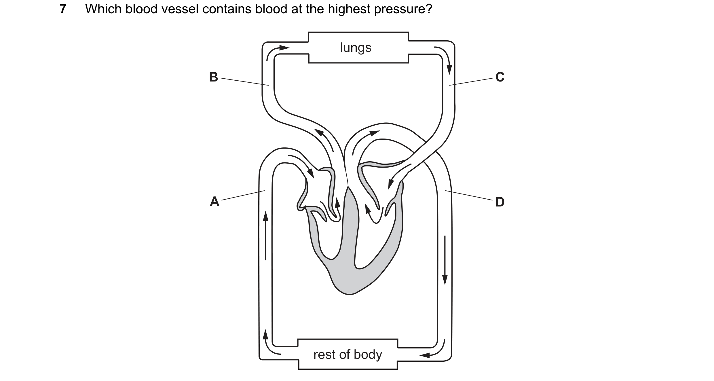 Question 6: Which blood vessel contains blood at the highest pressure? lungs B C A D rest of body