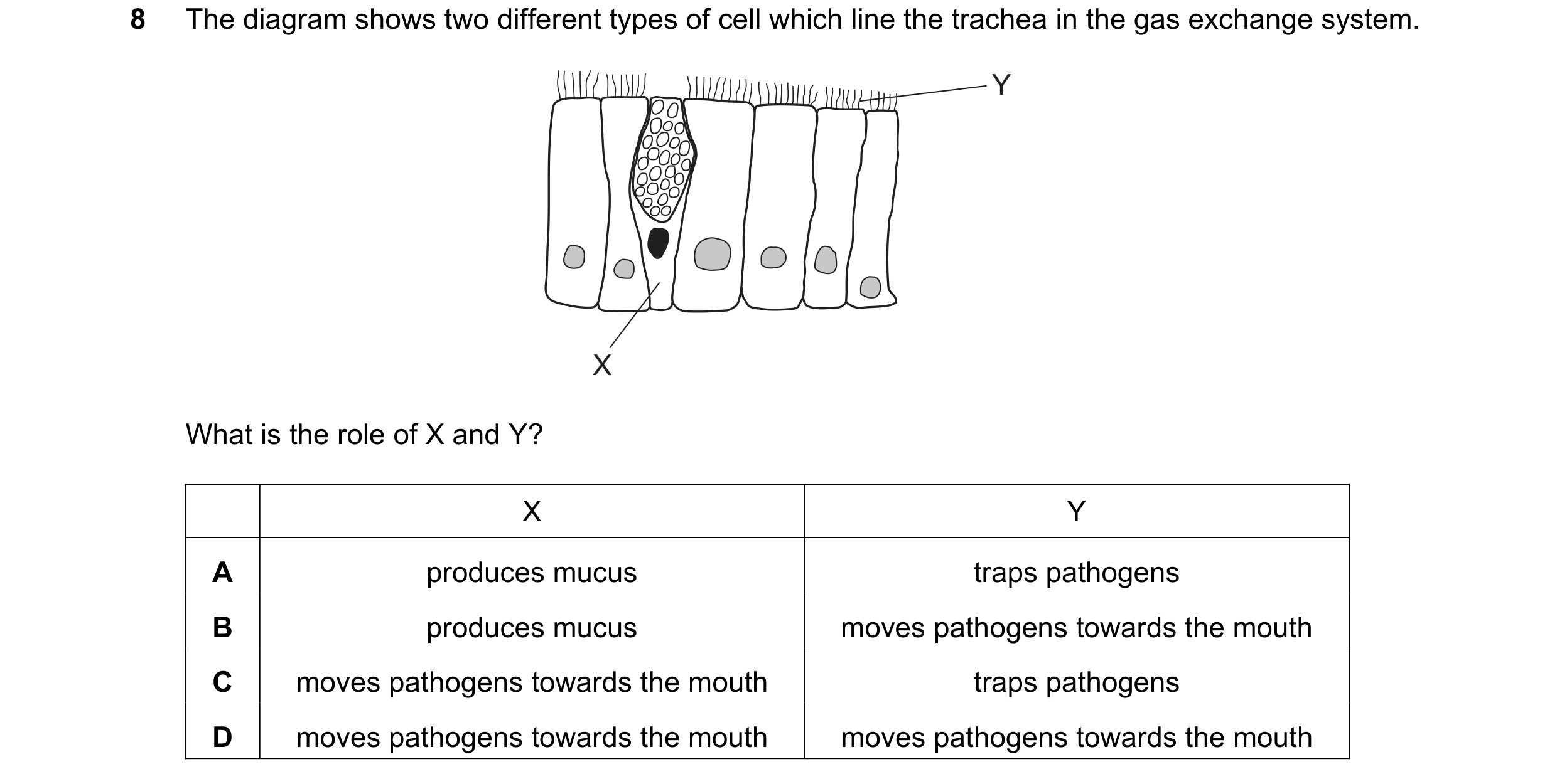 Question 11: The diagram shows two different types of cell which line the trachea in the gas exchange system. Y X What is the role of X and Y? X Y A pro…