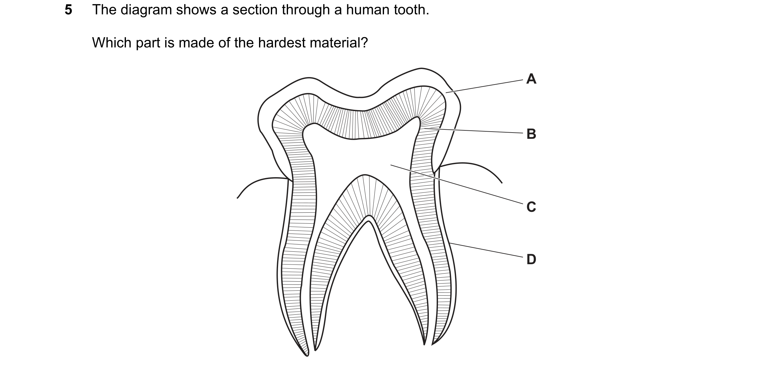 Question 23: The diagram shows a section through a human tooth. Which part is made of the hardest material? A B C D