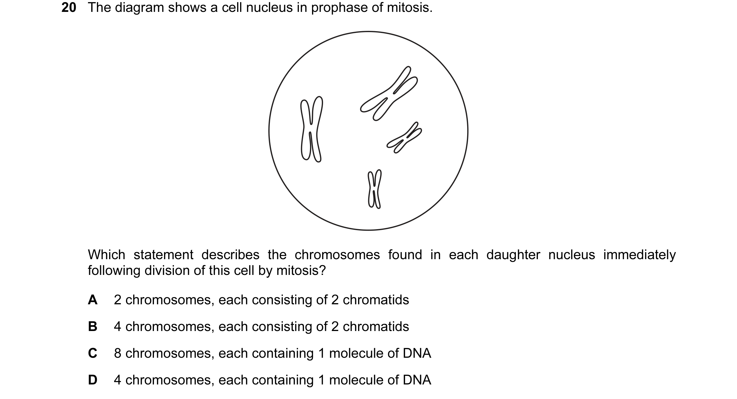 Question 31: The diagram shows a cell nucleus in prophase of mitosis. Which statement describes the chromosomes found in each daughter nucleus immediate…