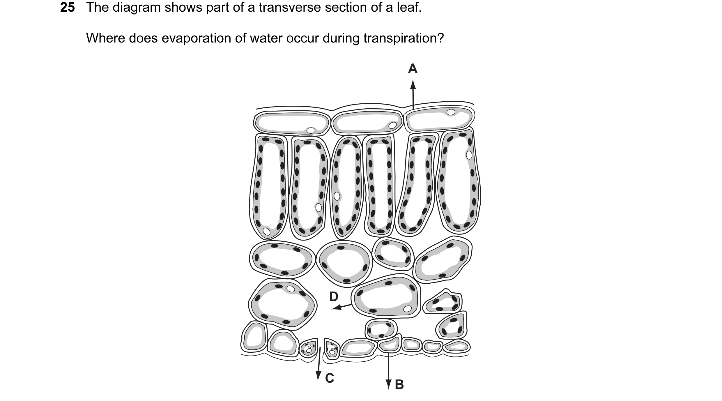 Question 72: The diagram shows part of a transverse section of a leaf. Where does evaporation of water occur during transpiration? A D C B