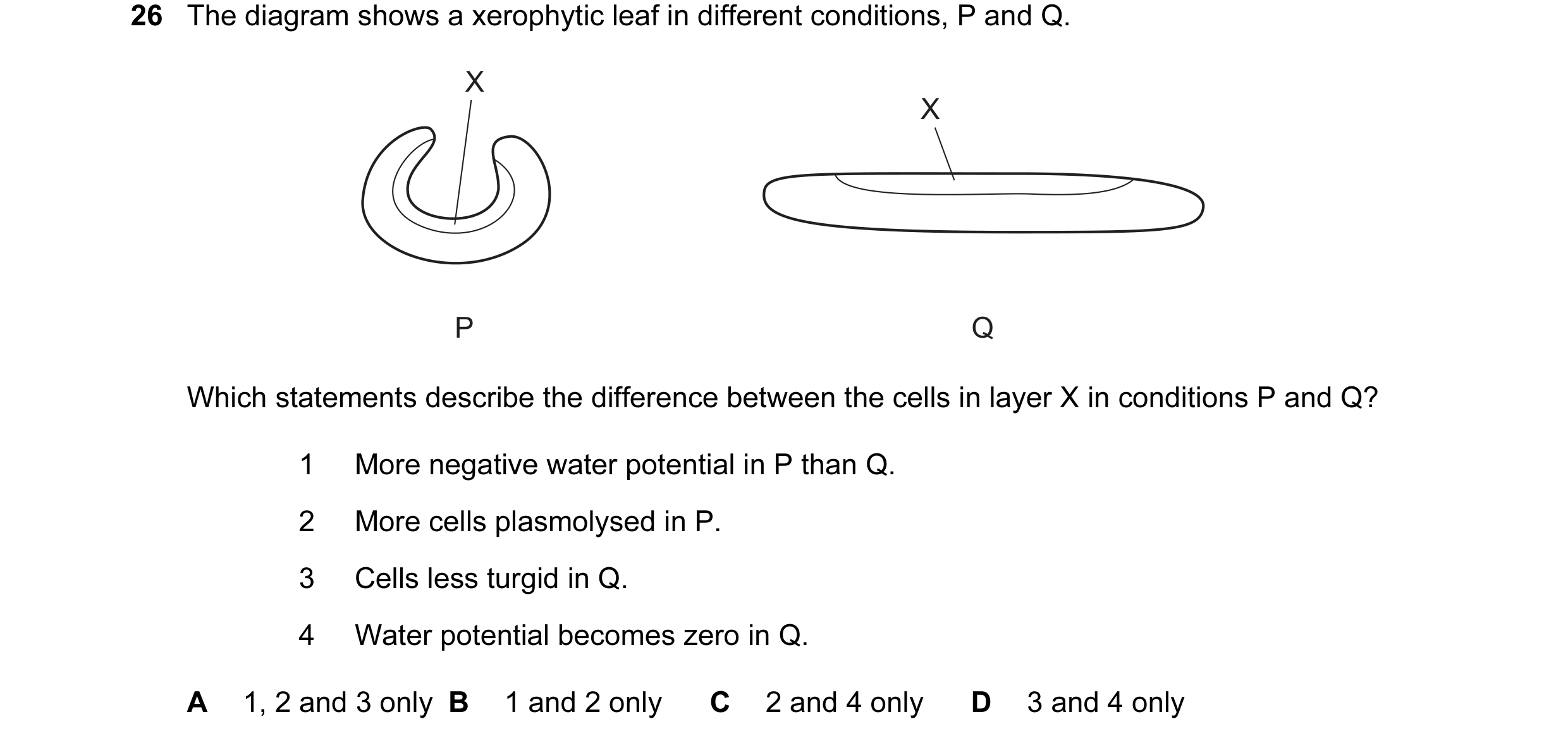 Question 69: The diagram shows a xerophytic leaf in different conditions, P and Q. X X P Q Which statements describe the difference between the cells in…