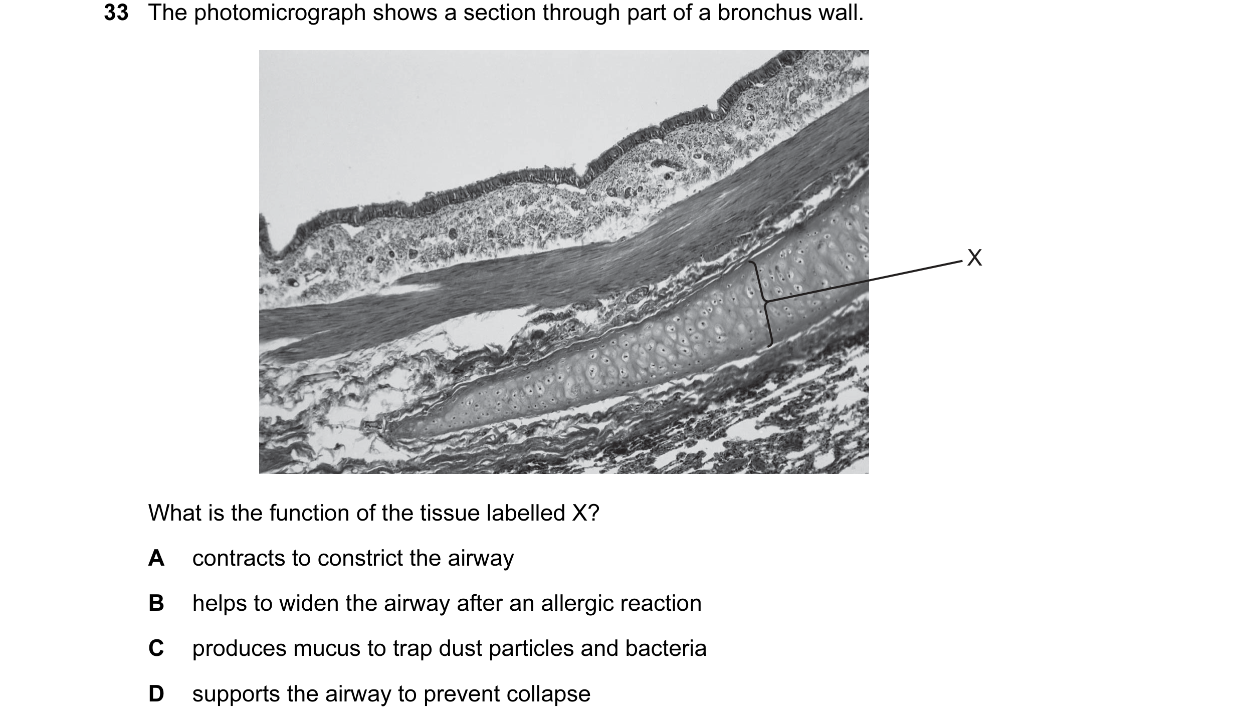 Question 64: The photomicrograph shows a section through part of a bronchus wall. X What is the function of the tissue labelled X? A contracts to constr…