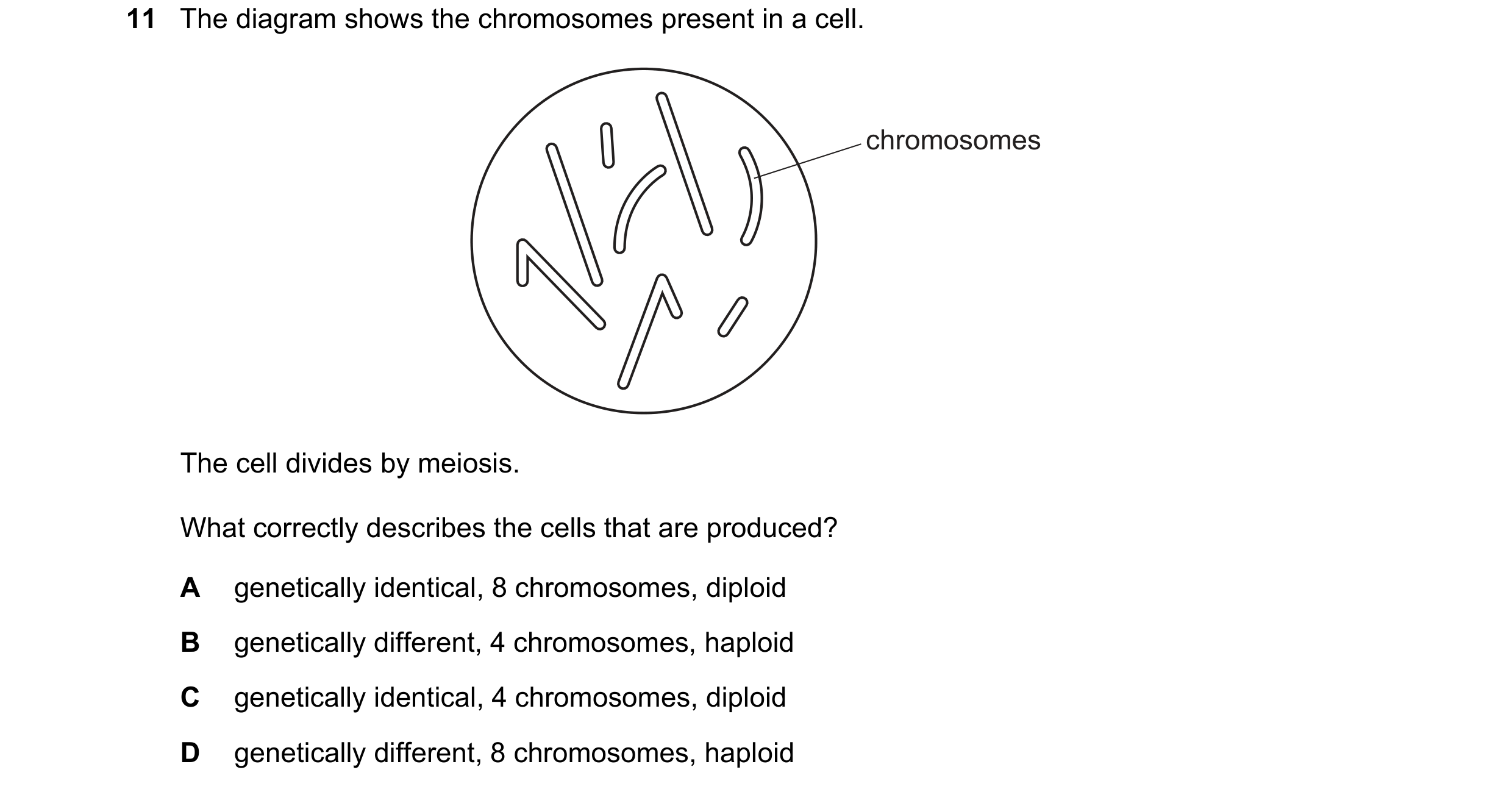 Question 14: The diagram shows the chromosomes present in a cell. chromosomes The cell divides by meiosis. What correctly describes the cells that are p…